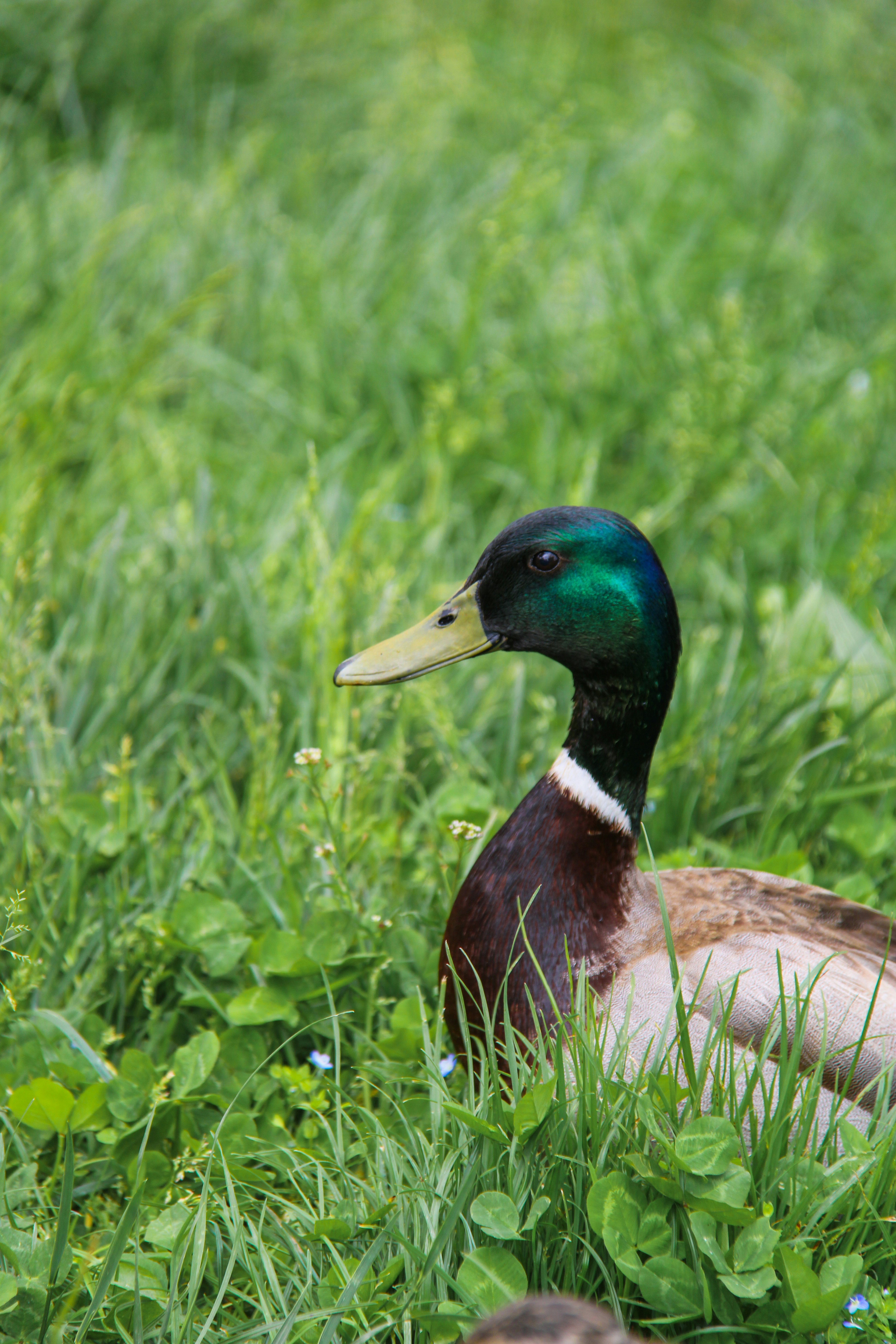 A mallard duck rests in a patch of green grass.