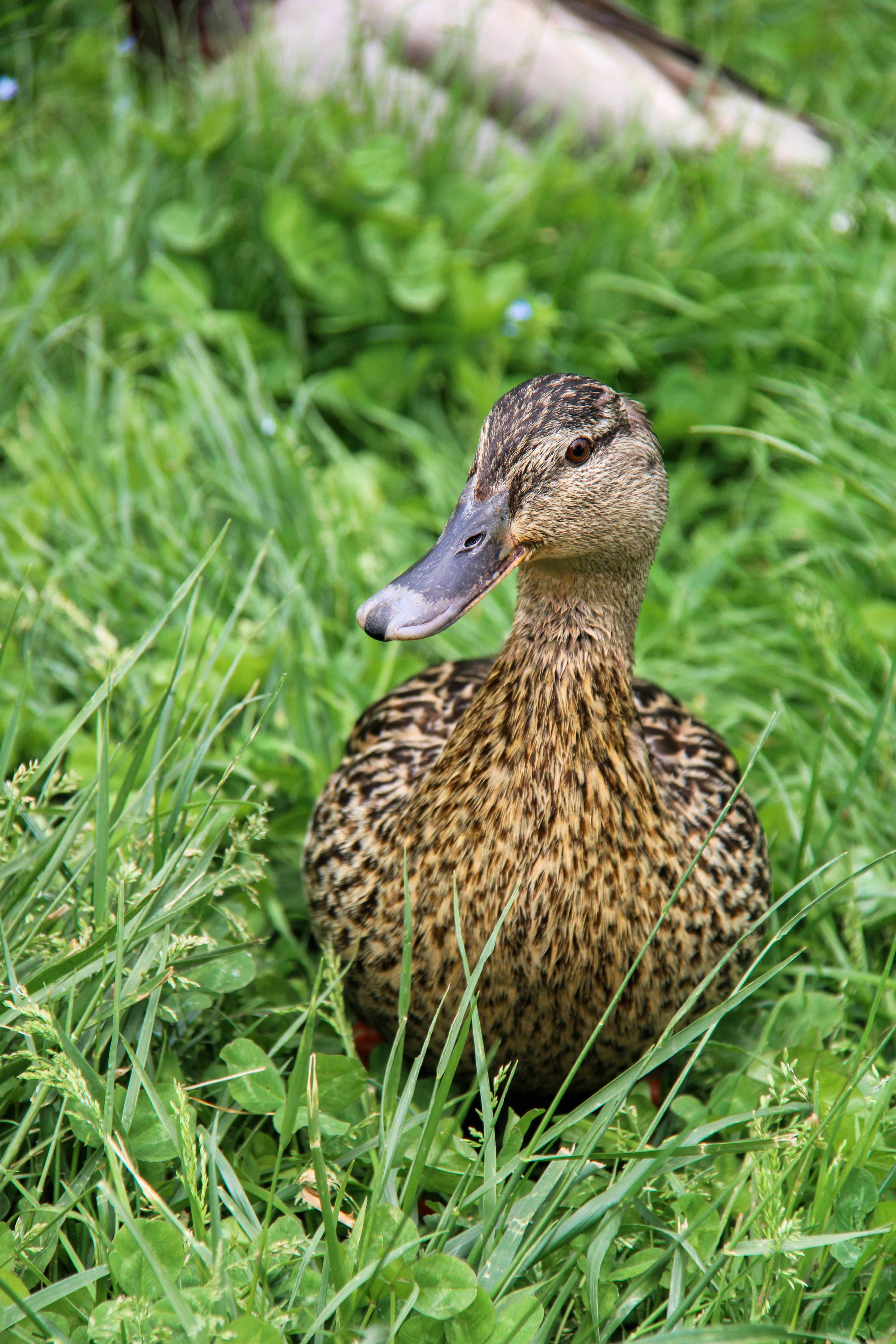 A duck sits in lush, green grass.