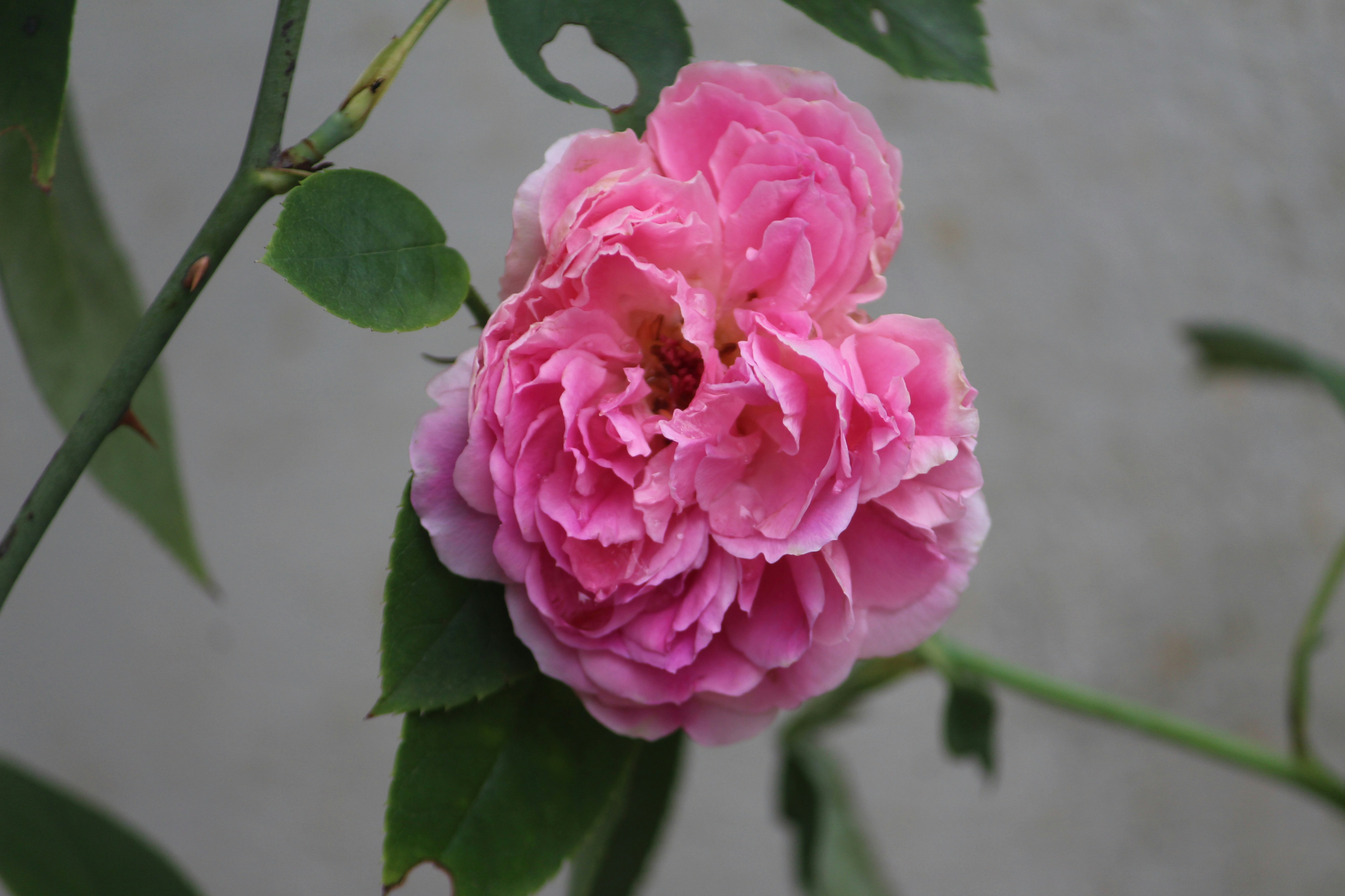 Photo by drmuhammedtk