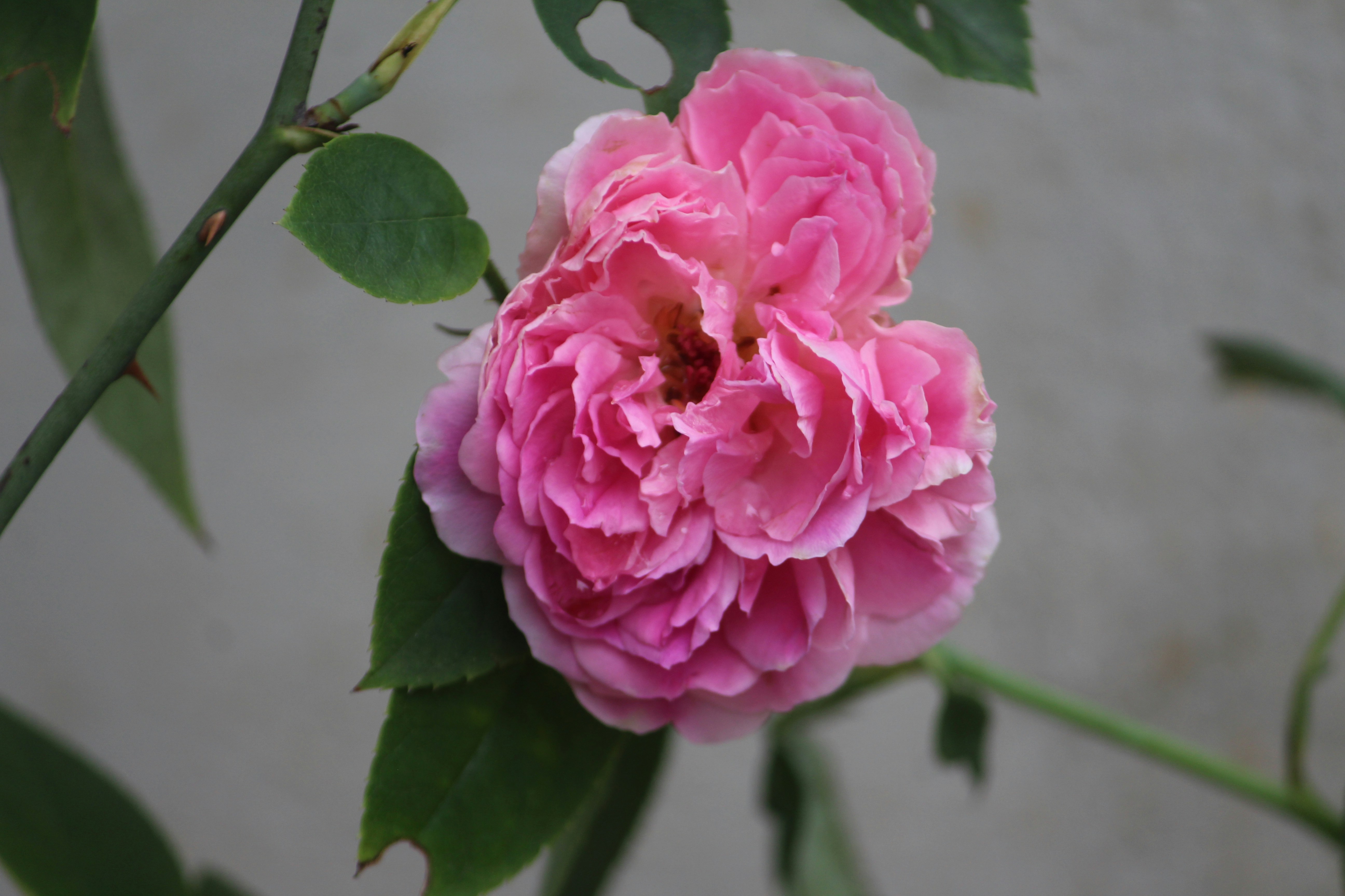 Photo by drmuhammedtk