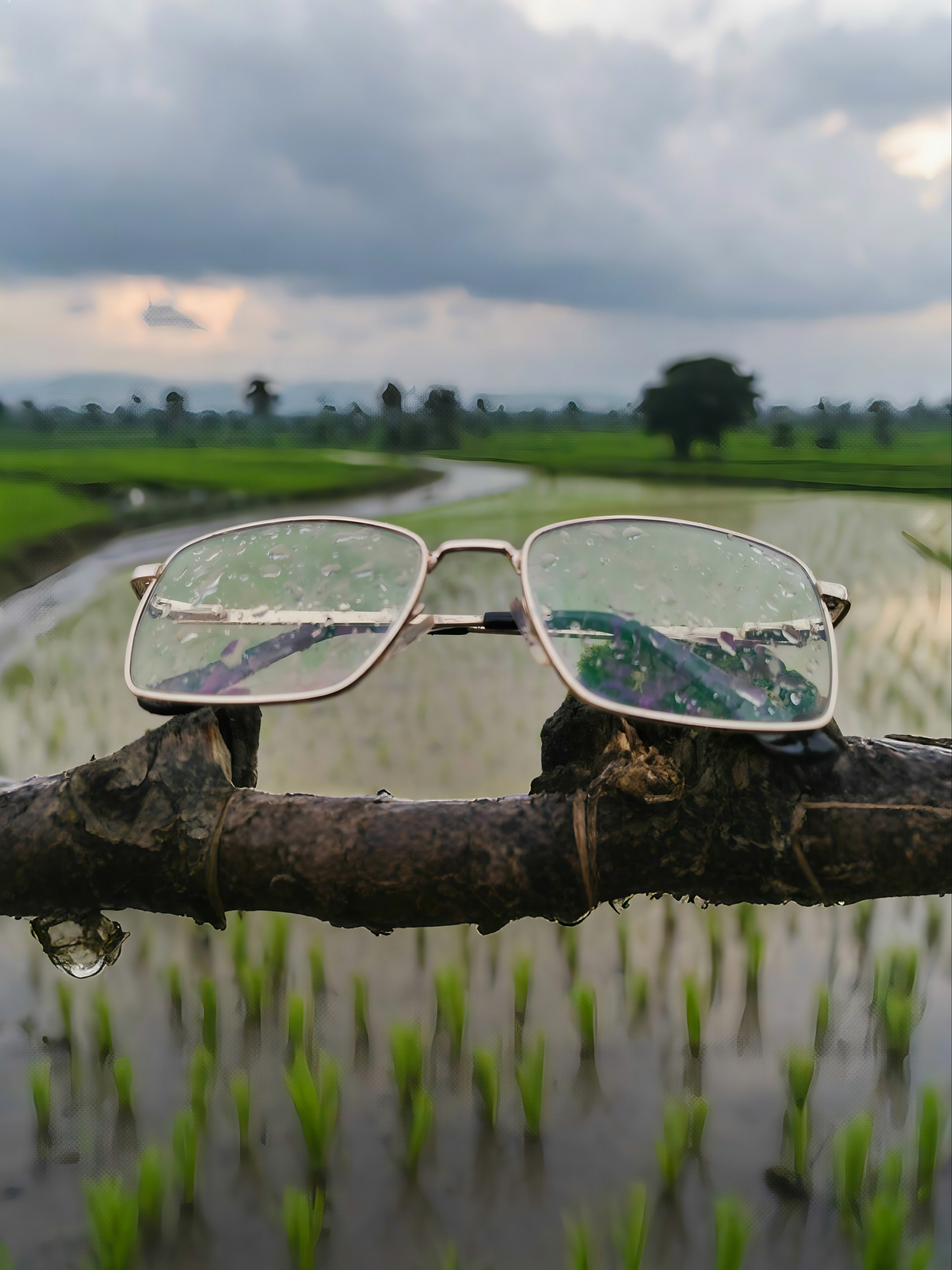 Gelas bertumpu di cabang yang menghadap ke sawah.