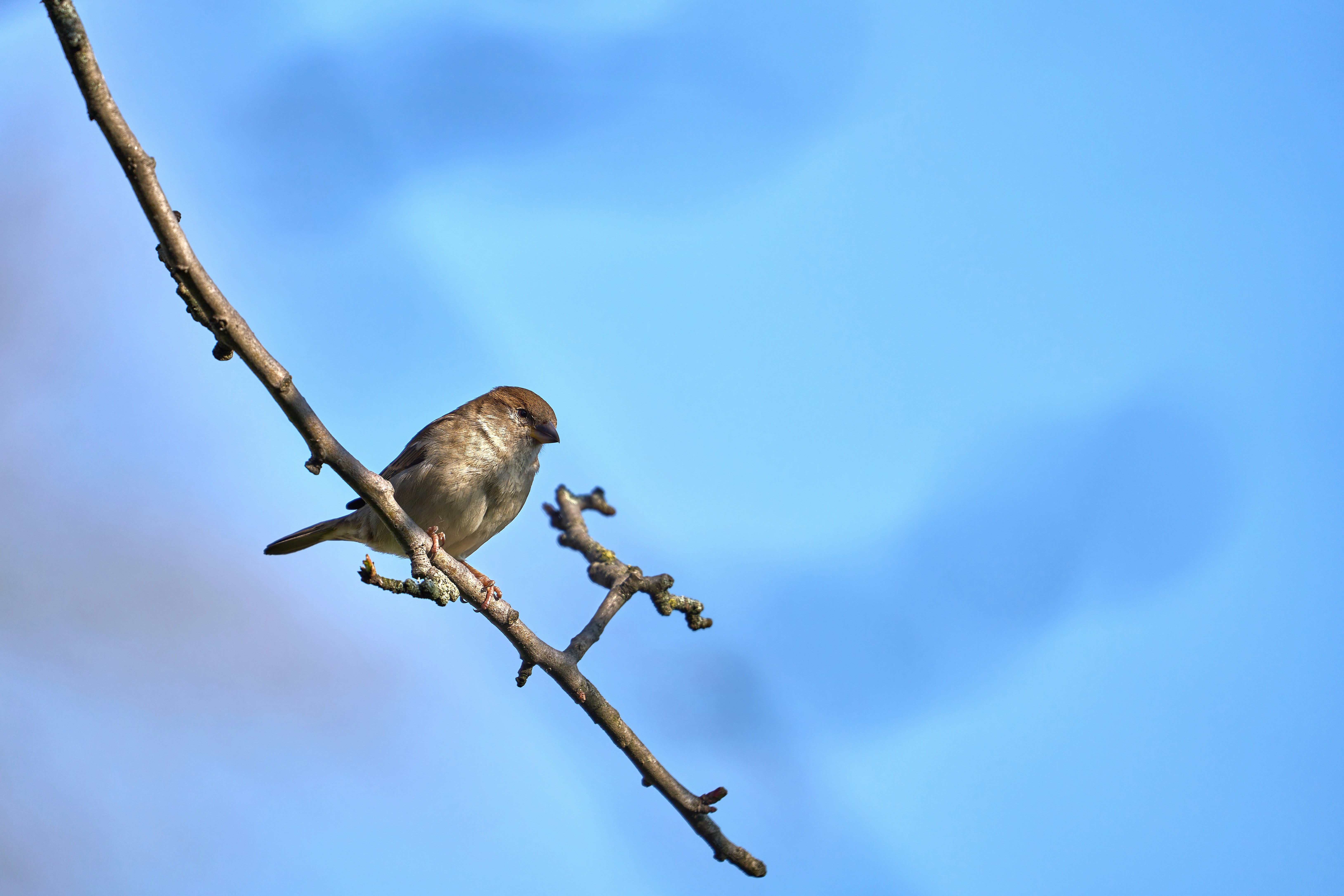 Photo by wolfgang_hasselmann