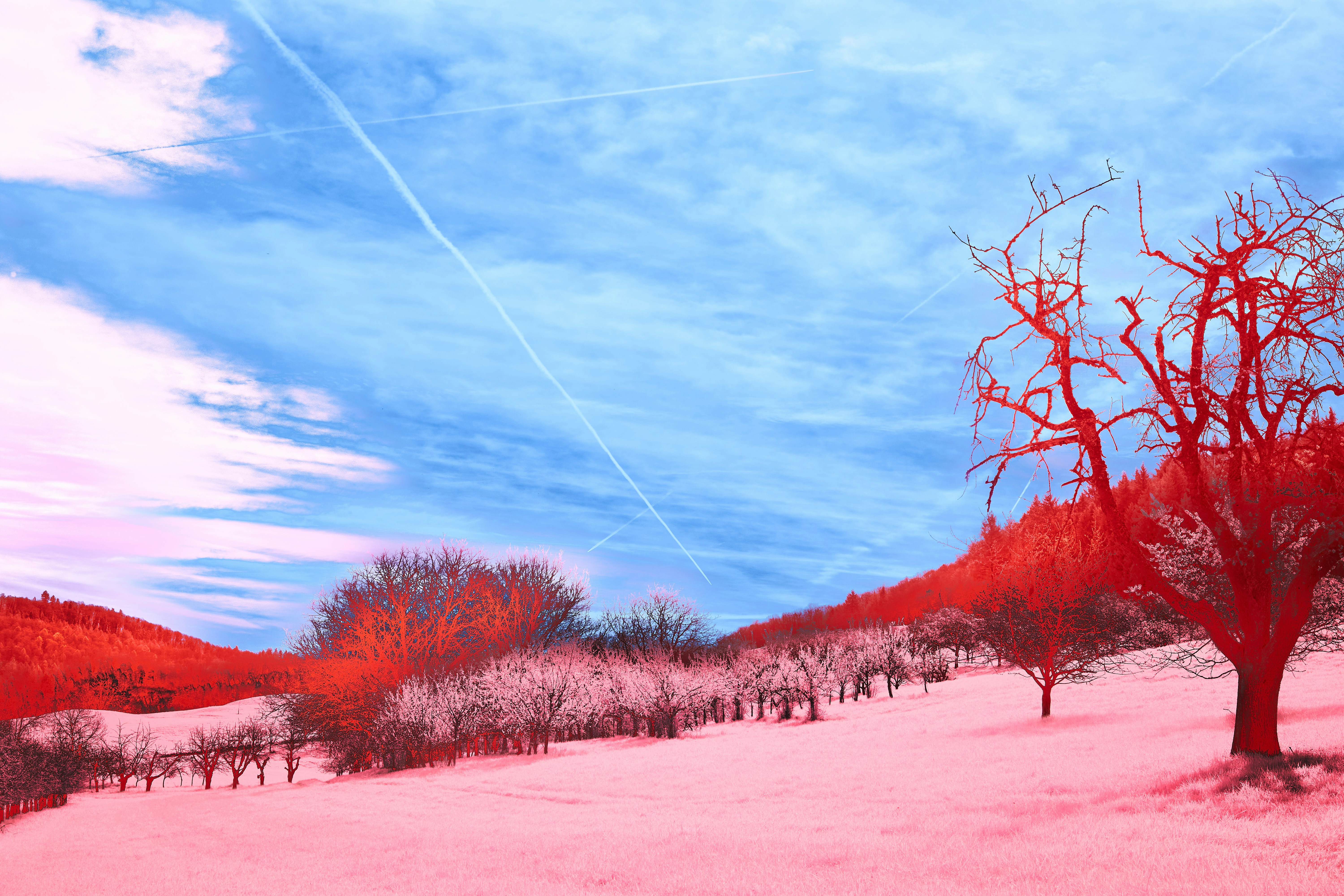 Photo by wolfgang_hasselmann