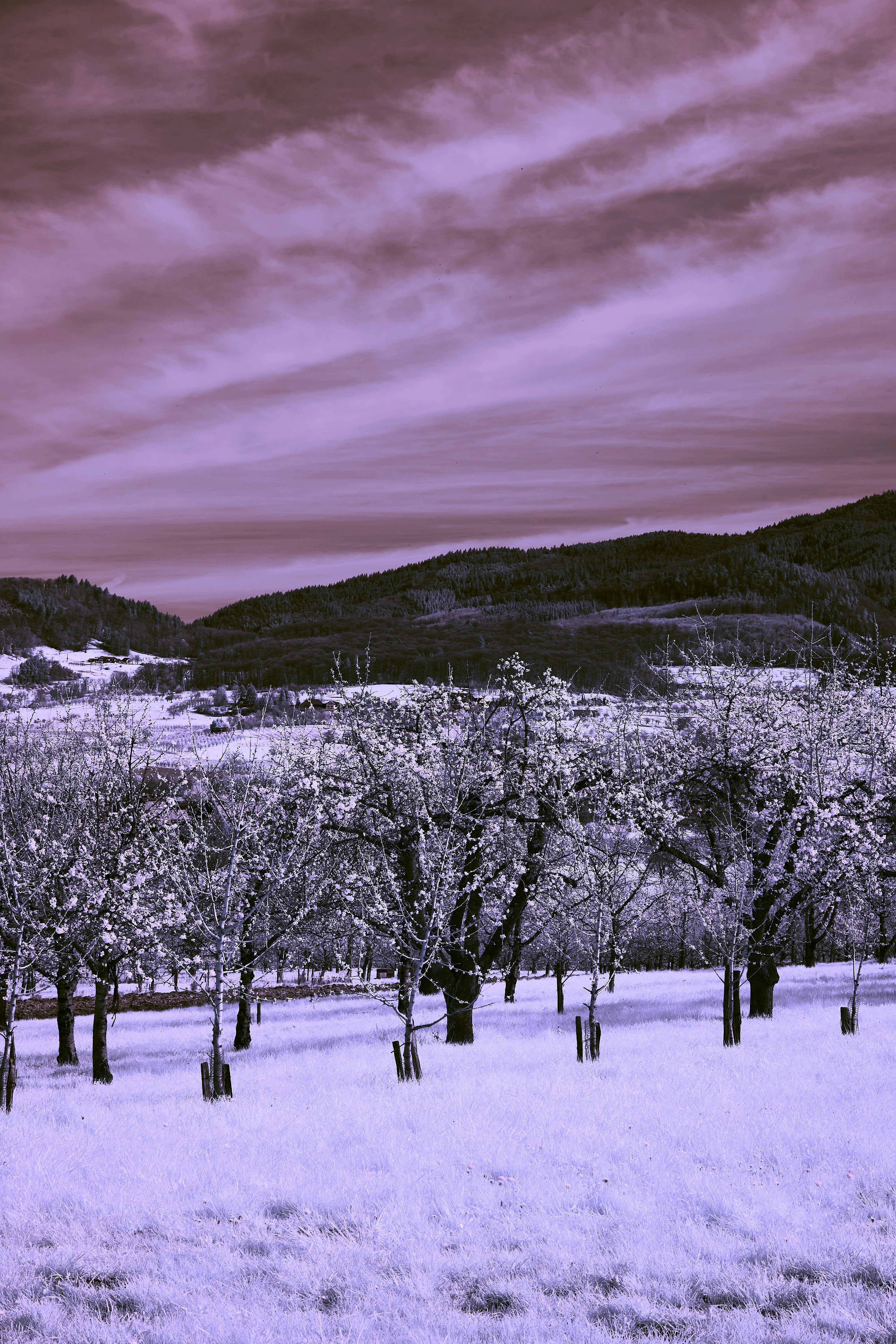 Photo by wolfgang_hasselmann