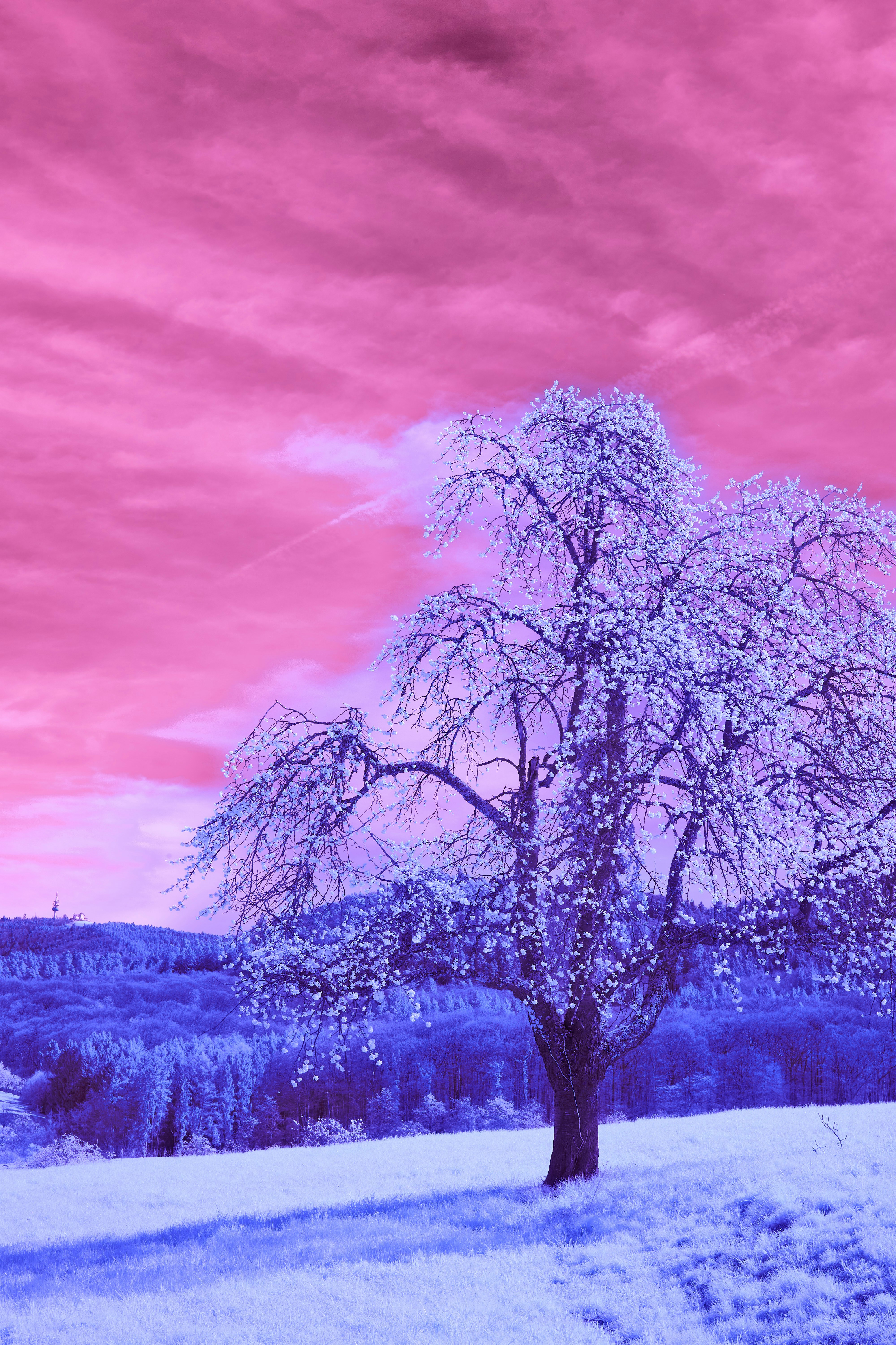 Photo by wolfgang_hasselmann