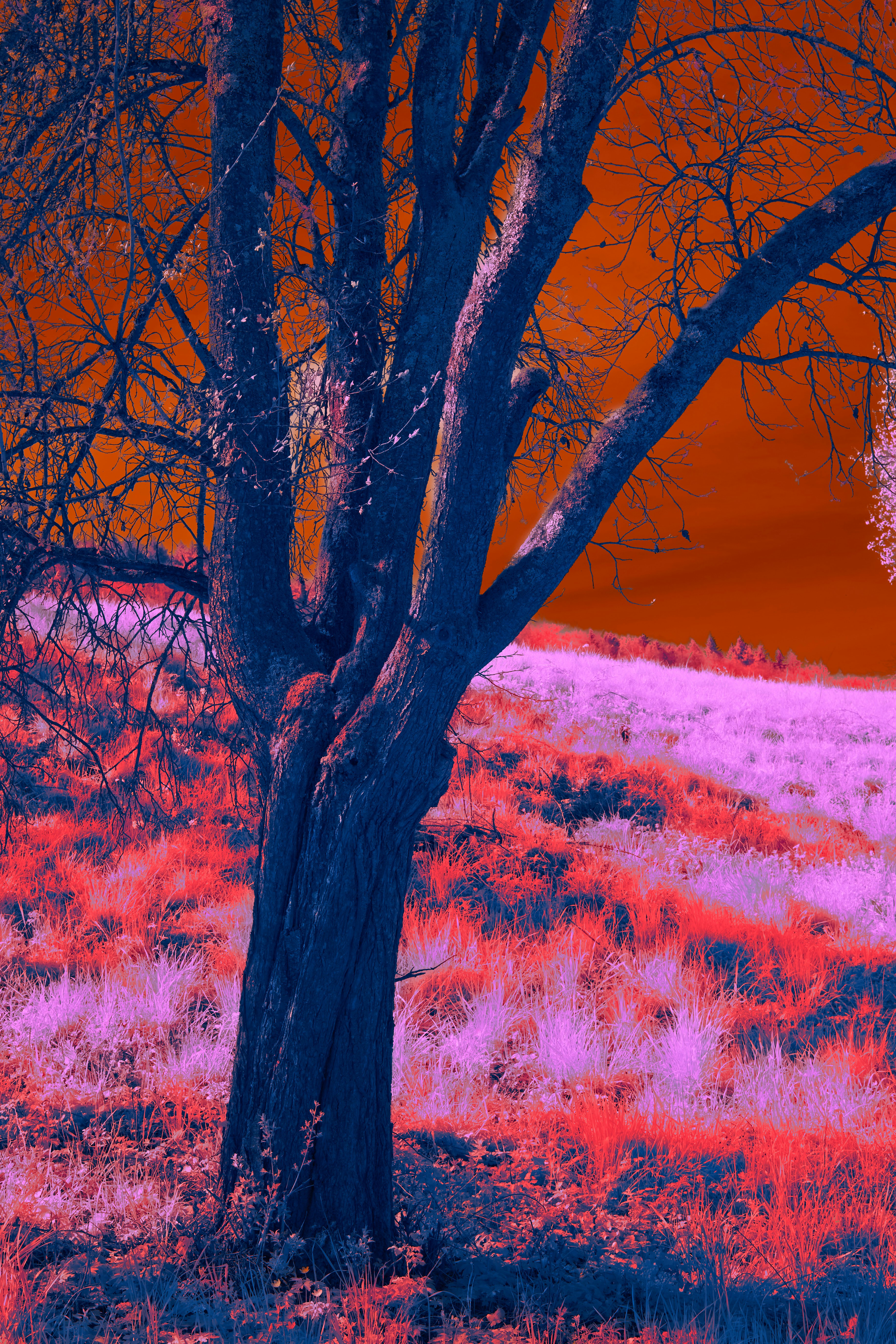 Photo by wolfgang_hasselmann