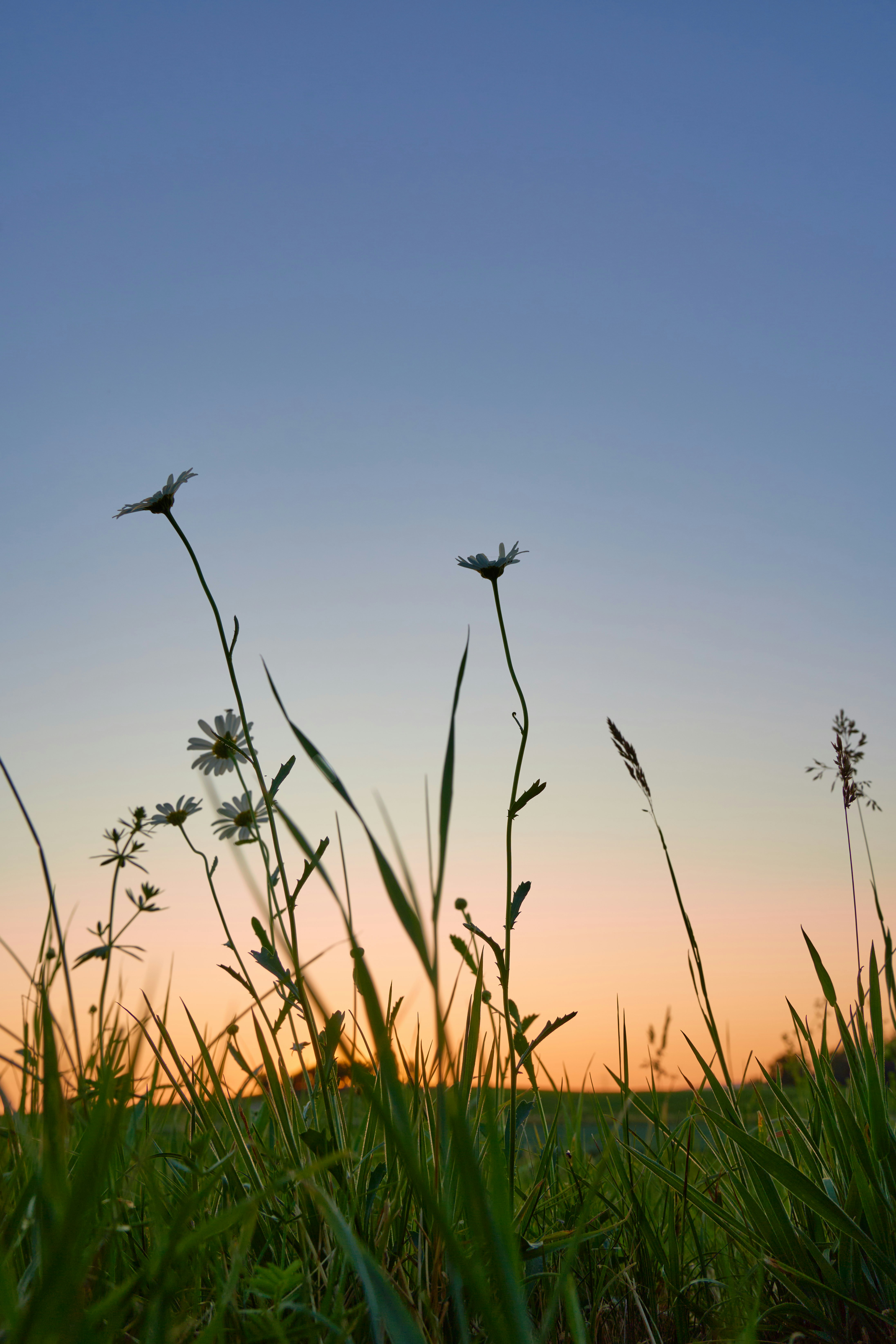 Photo by wolfgang_hasselmann