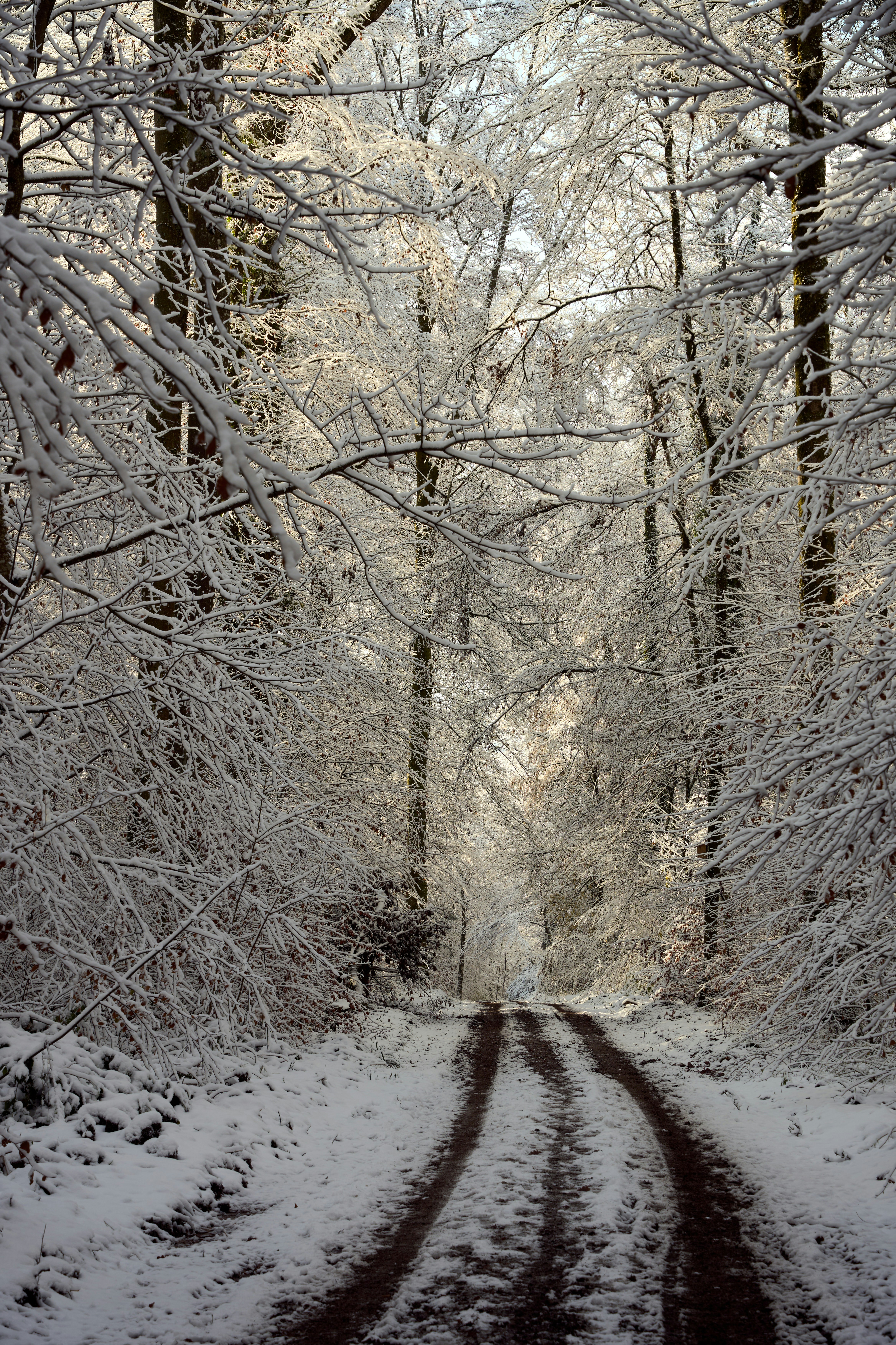 Photo by wolfgang_hasselmann