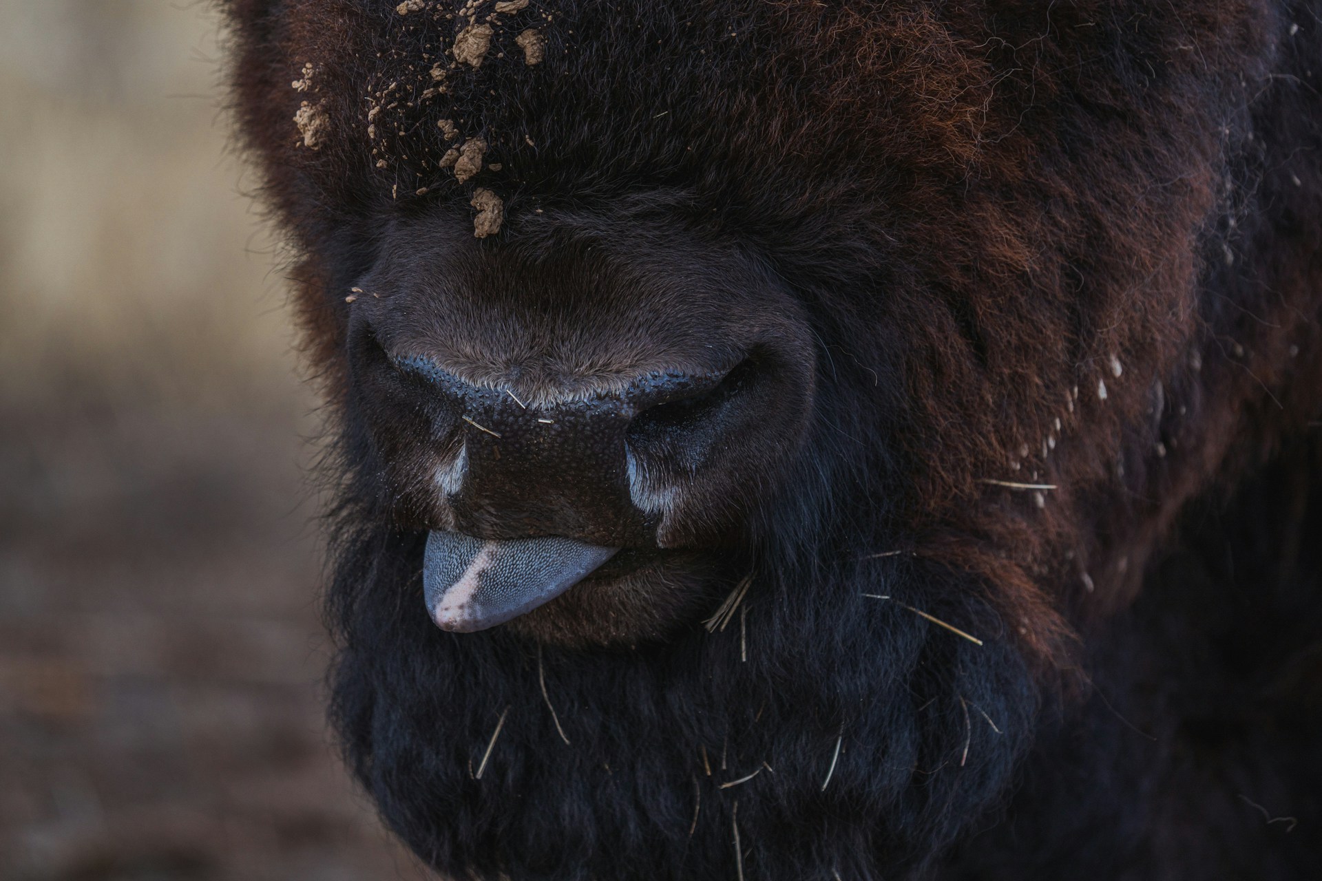 A bison sticks its tongue out.