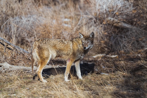 A coyote stands in a grassy field.