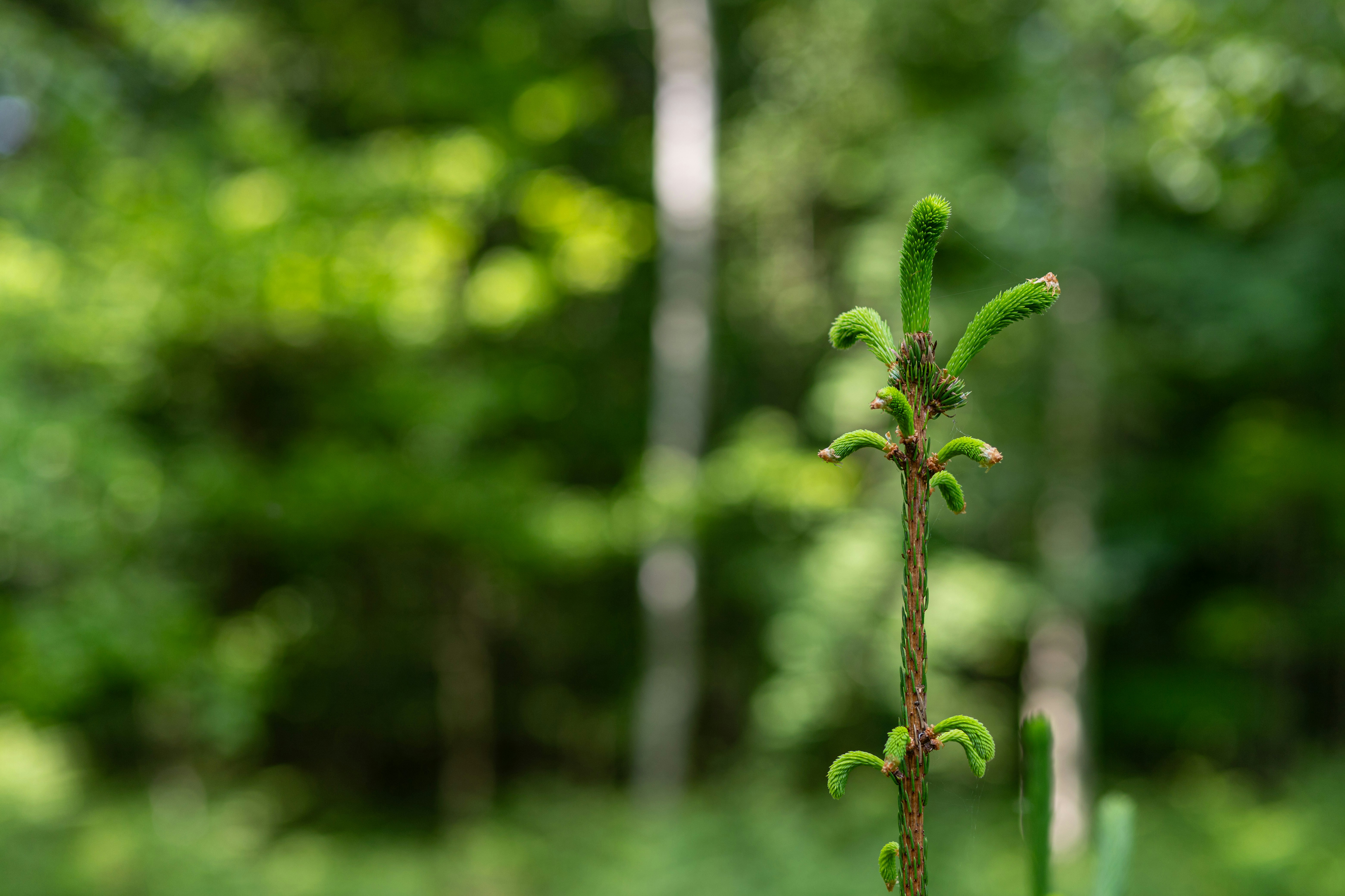A tiny plant emerges amidst a green backdrop.