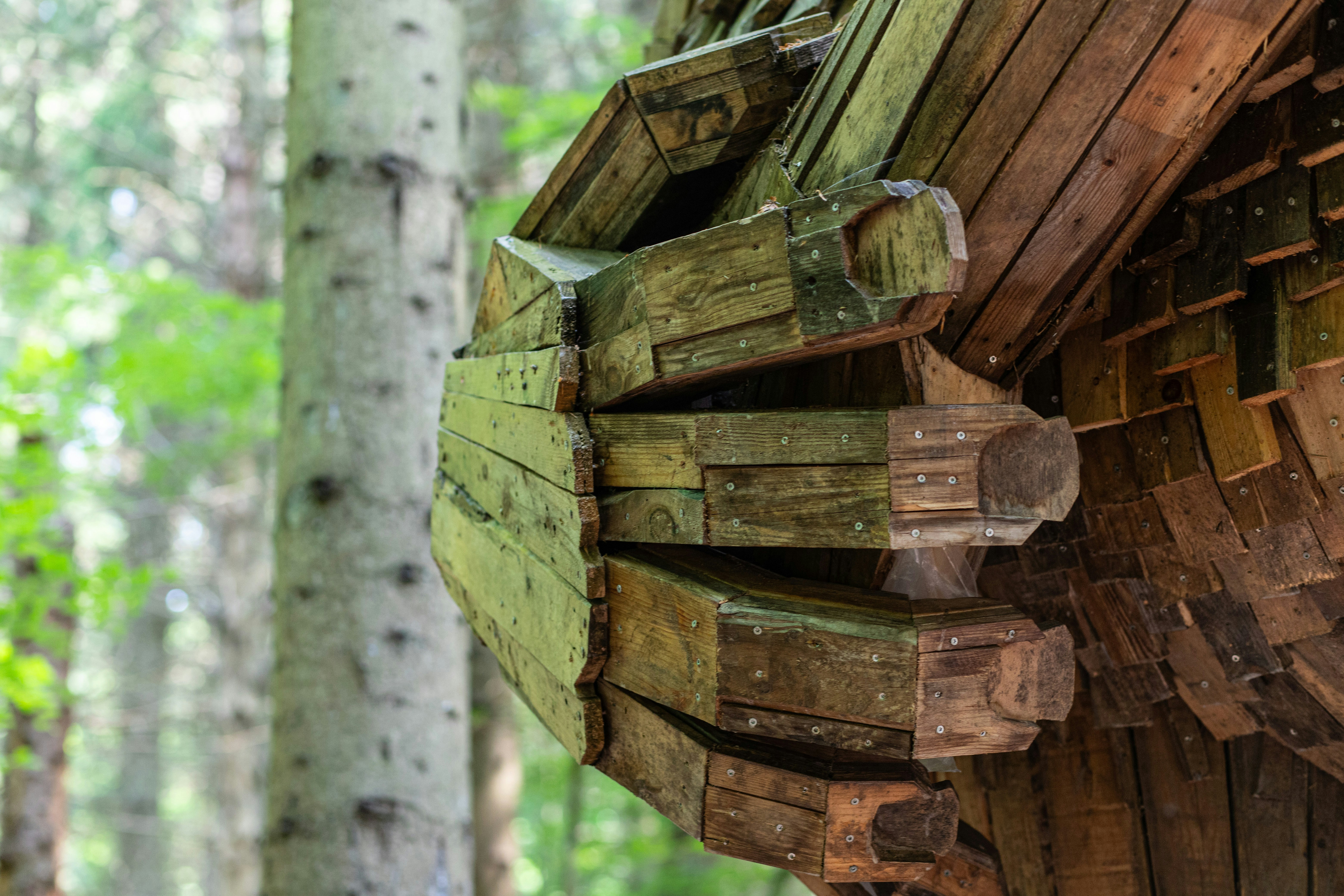 Wooden art sculpture in a forest setting.