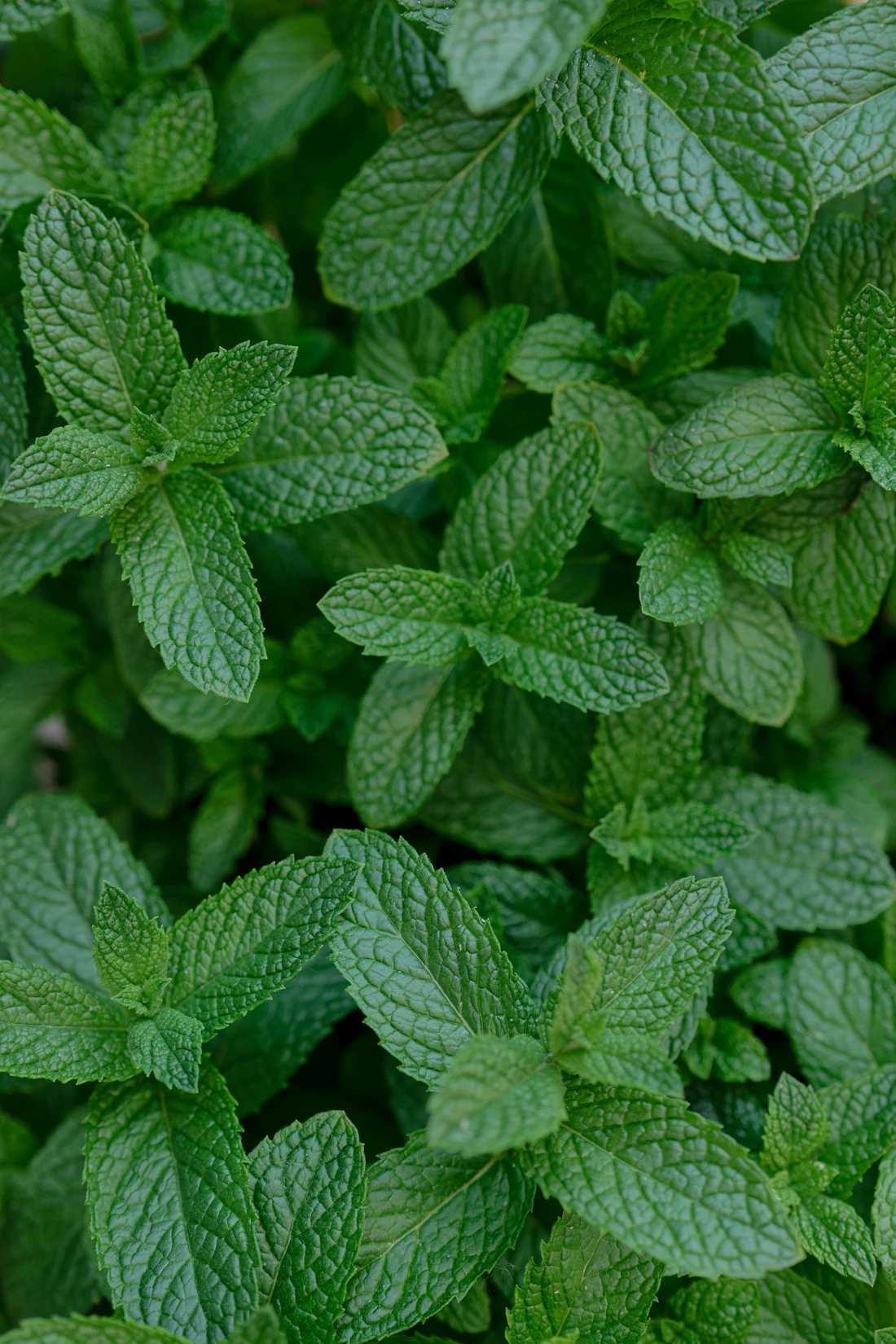 Nahaufnahme frischer grüner Minzblätter als Symbol für Menthol