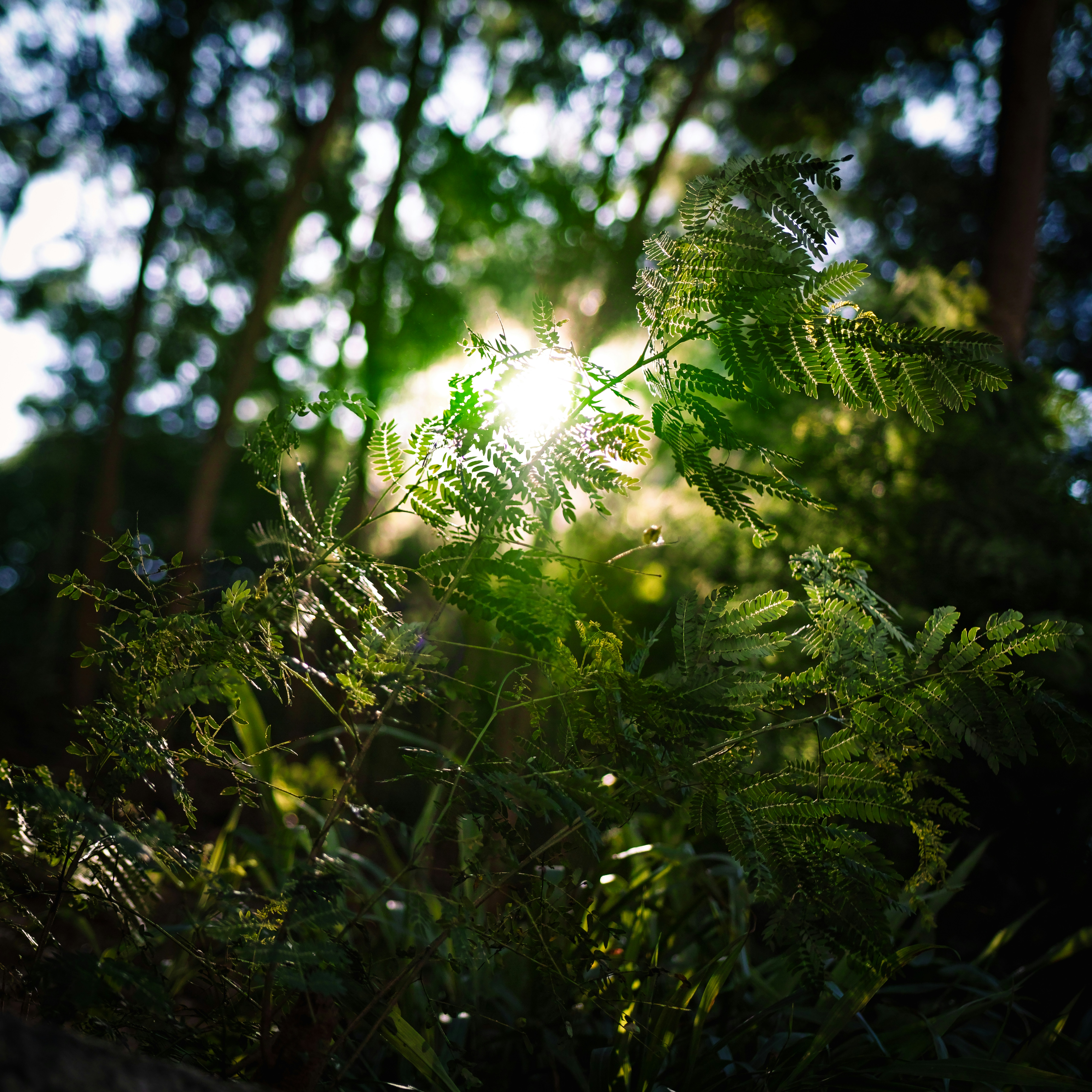 Pine forest sunlight, Wild blackberries bush, Dandelion field macro, Foraging basket woods, ilustrasi artikel Nature’s Pantry: A Beginner’s Guide to Identifying Edible Plants in North American Woods 8