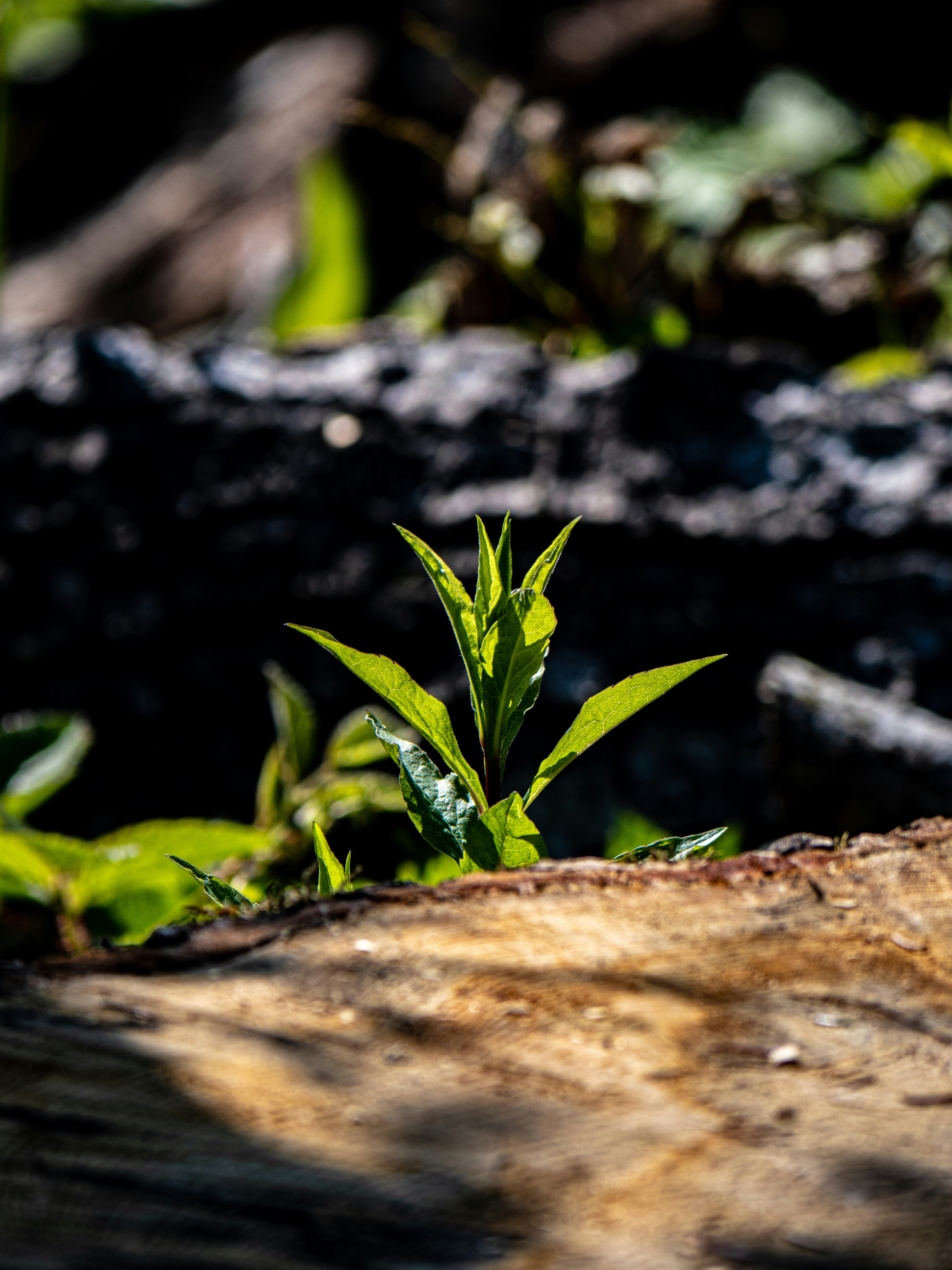 Photo by gopitri_prem