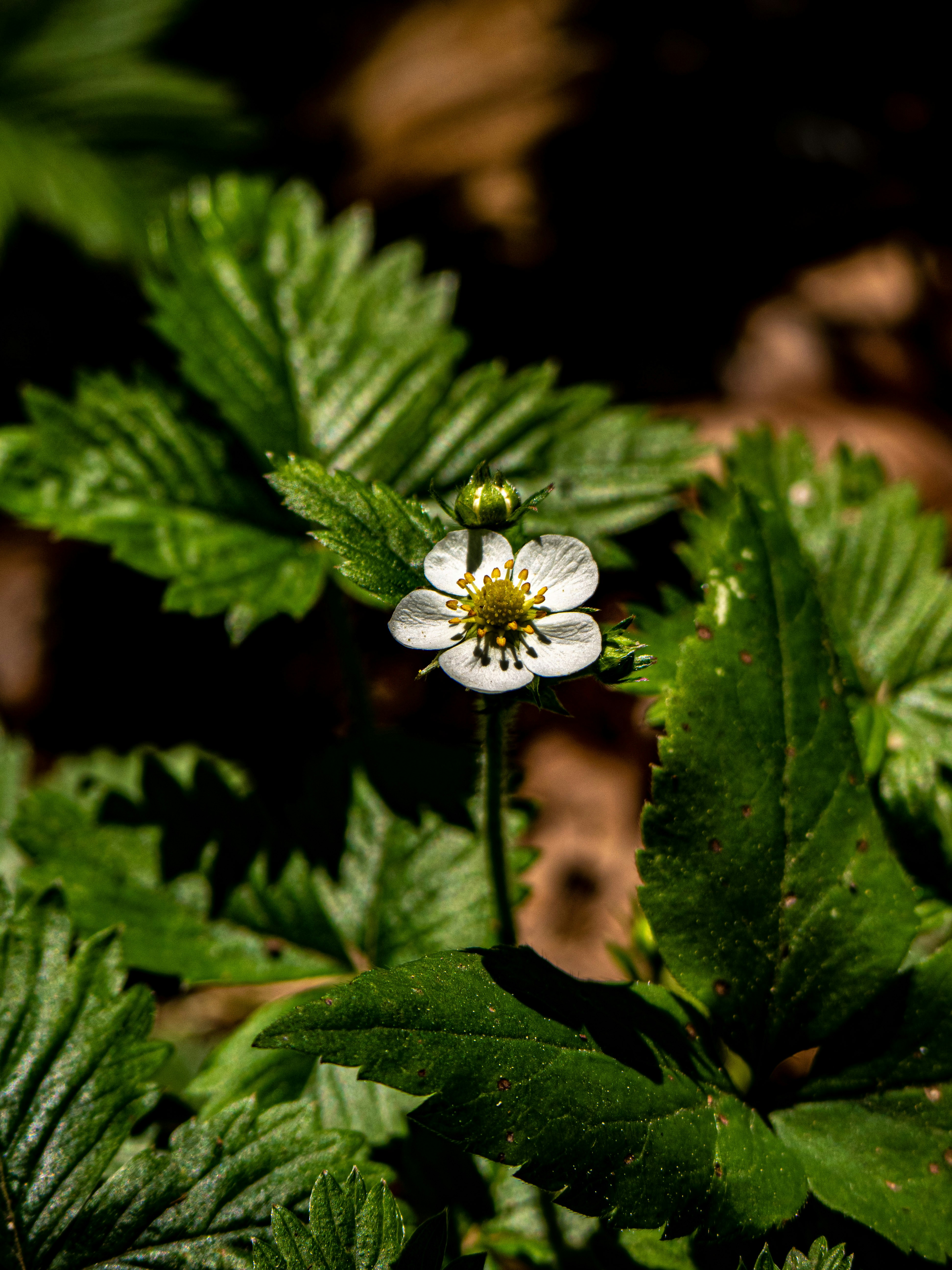 Photo by gopitri_prem