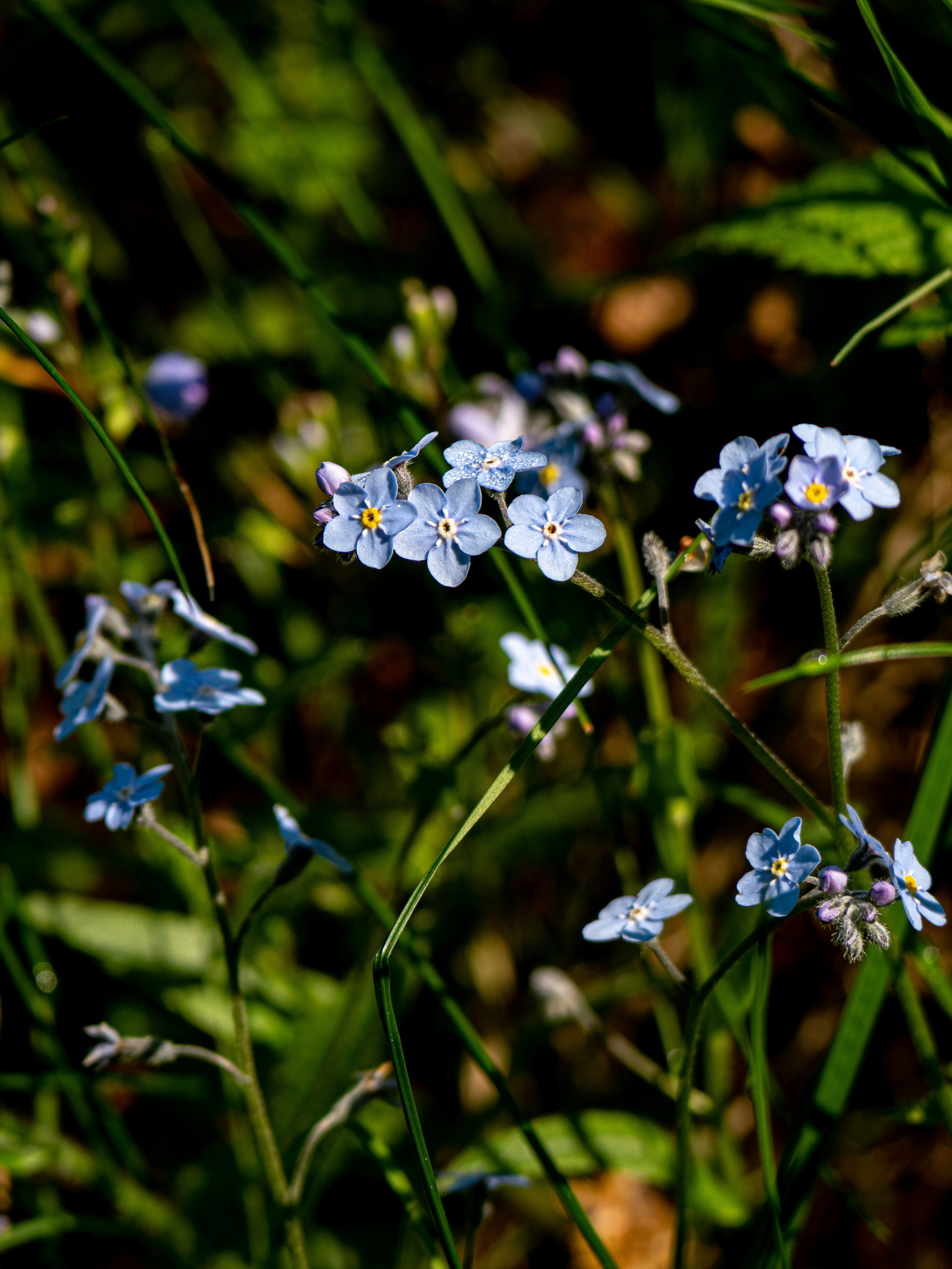 Photo by gopitri_prem