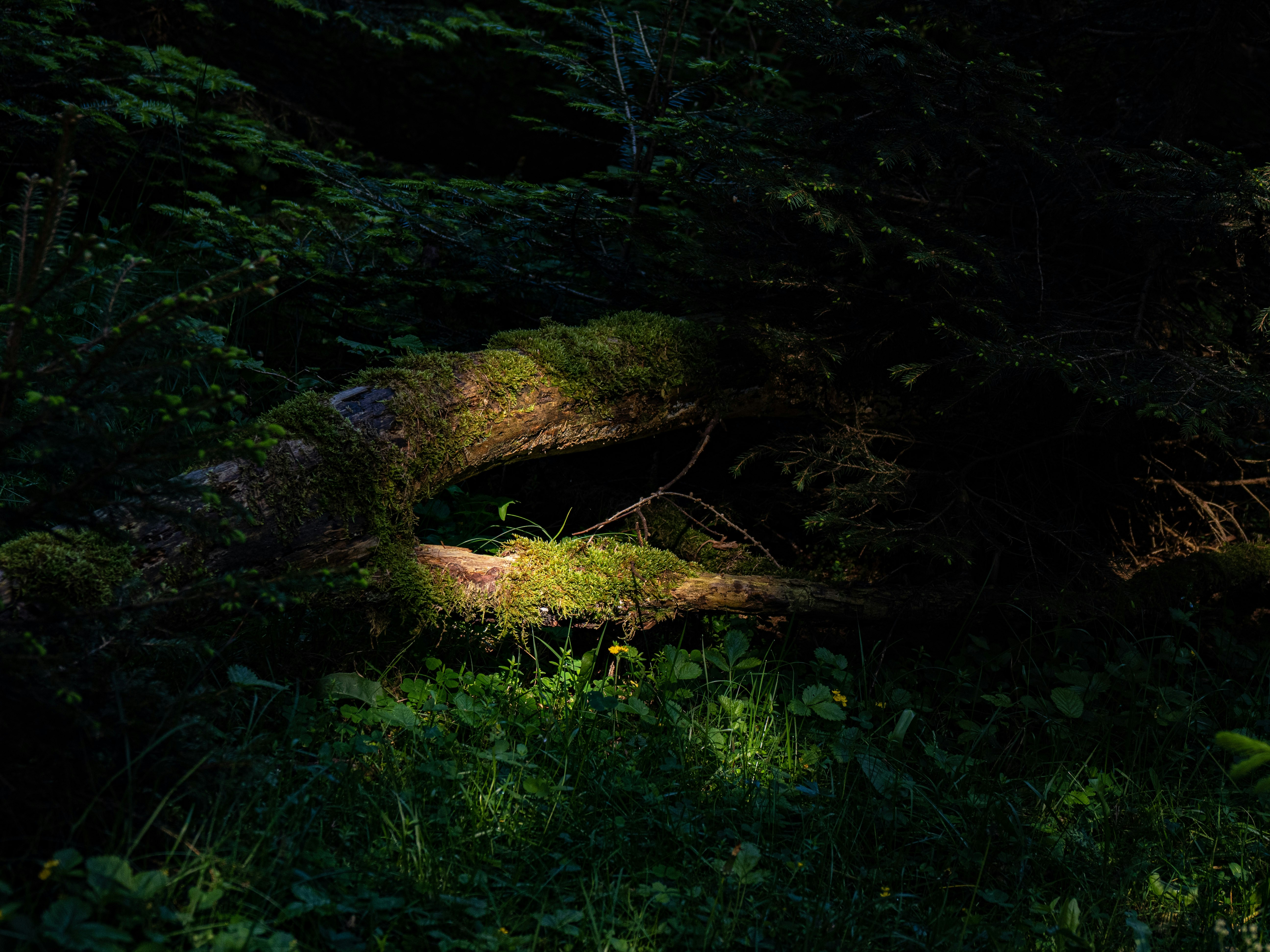 Photo by gopitri_prem