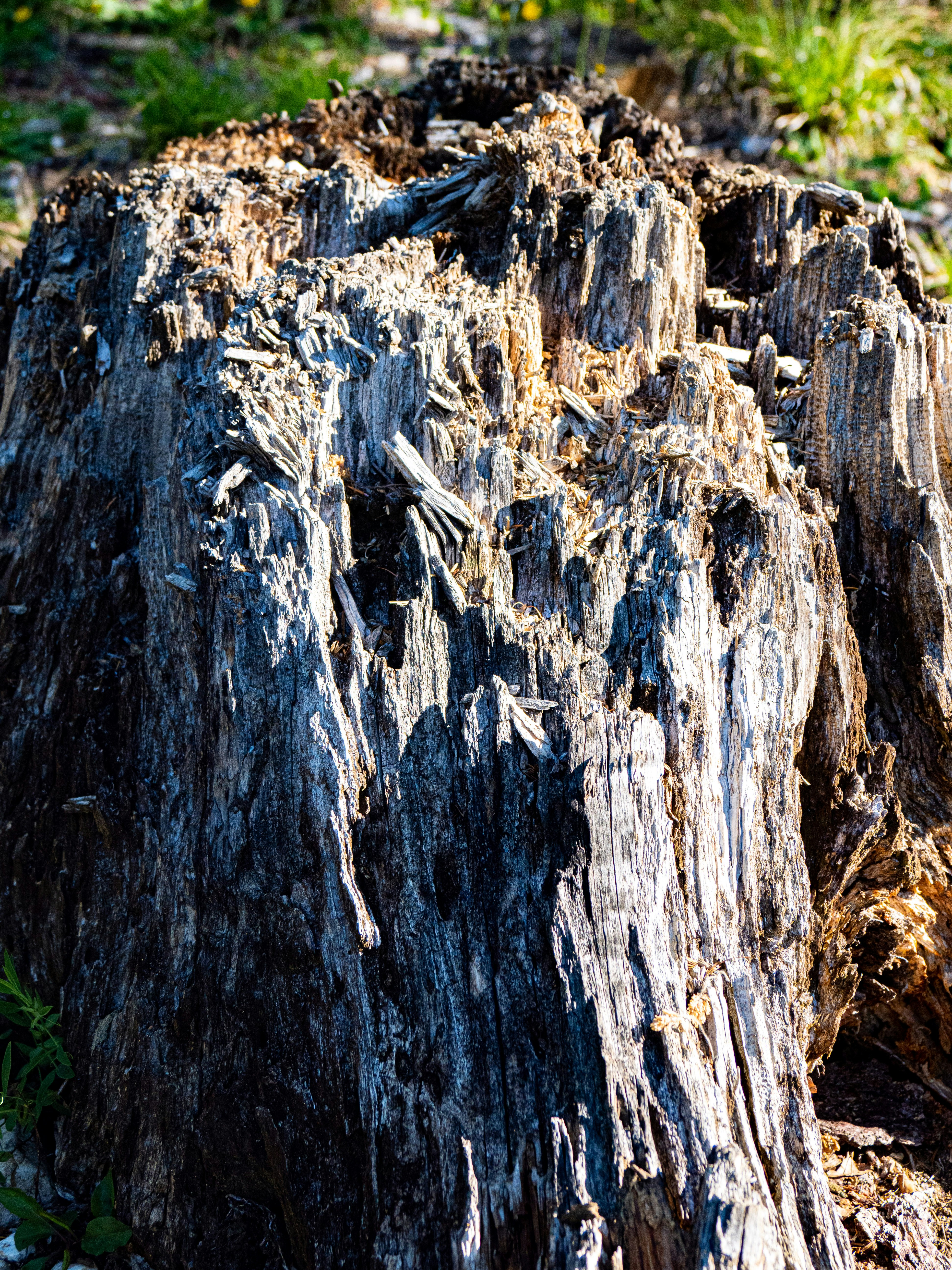 Photo by gopitri_prem