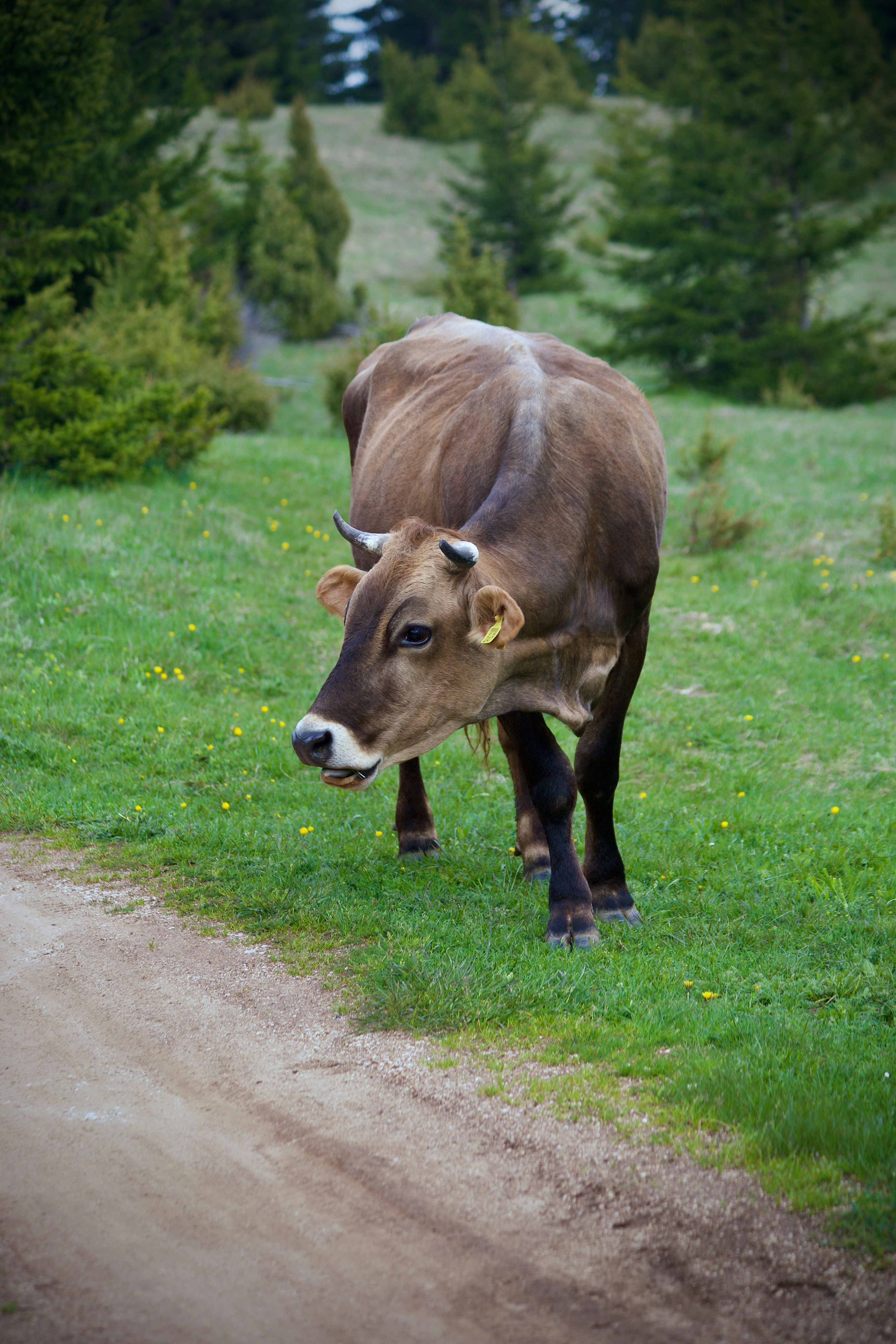 A cow stands near a dirt path in the meadow.