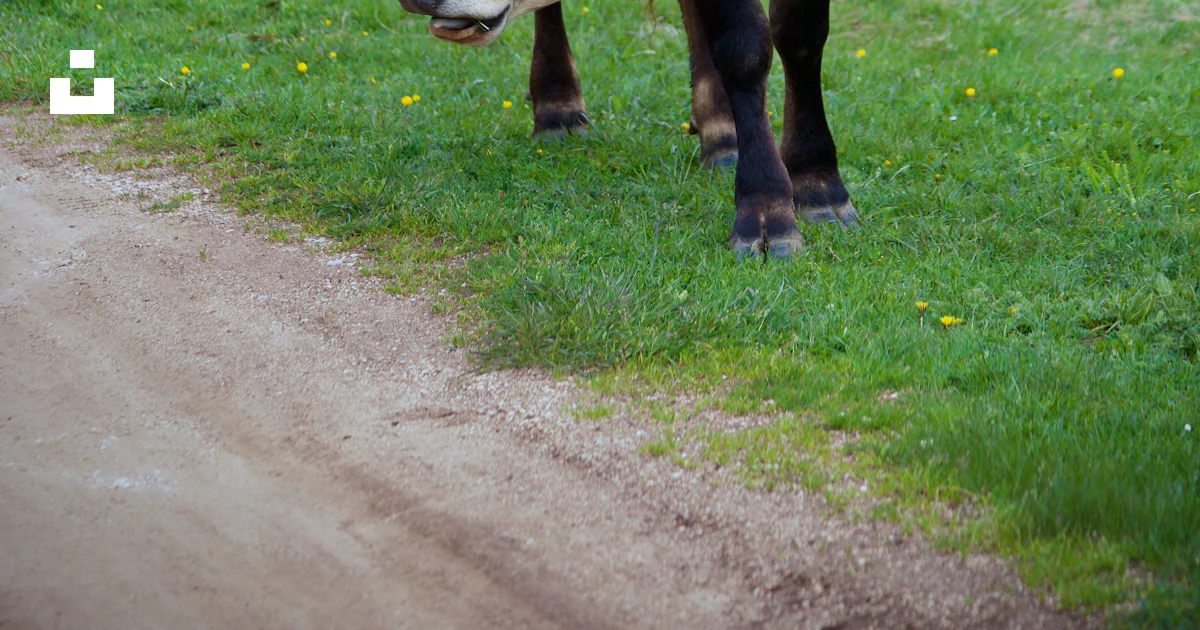 A cow stands near a dirt path in the meadow. photo – Free Cow Image on ...