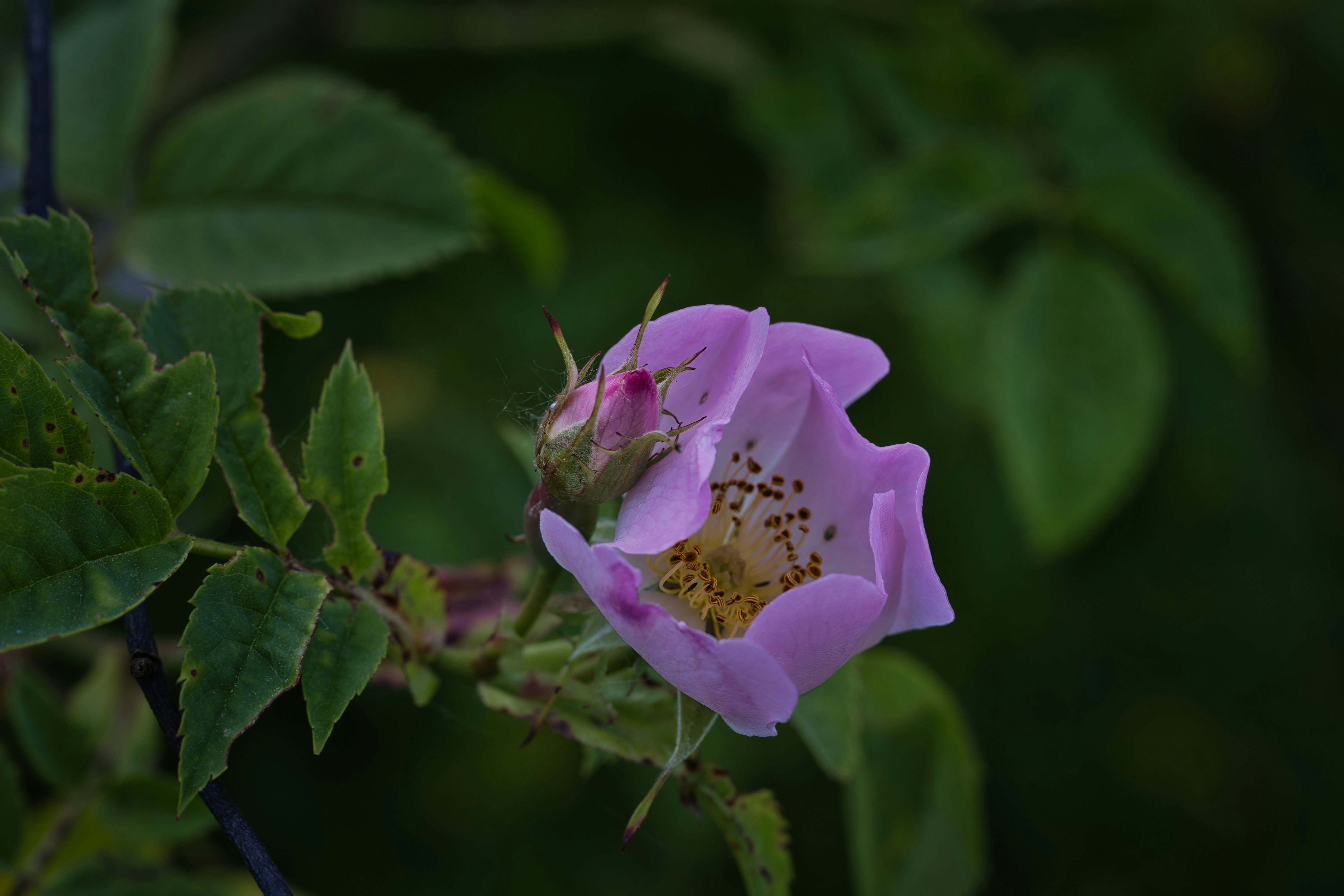 Photo by wvrede