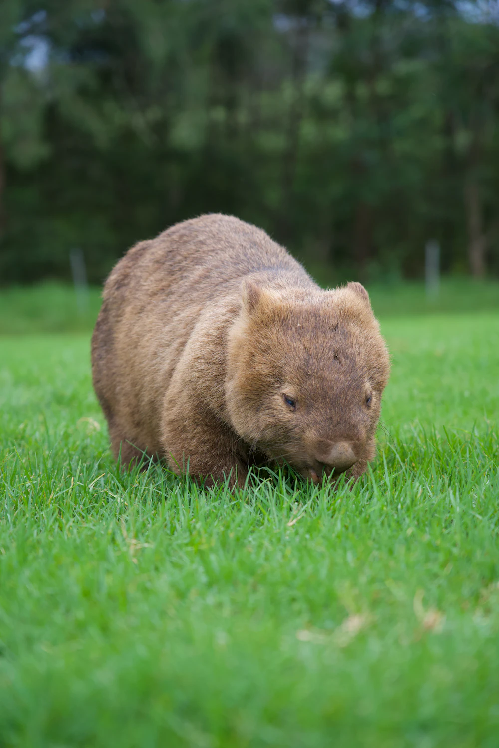 Wombat on Maria Island, Tasmania