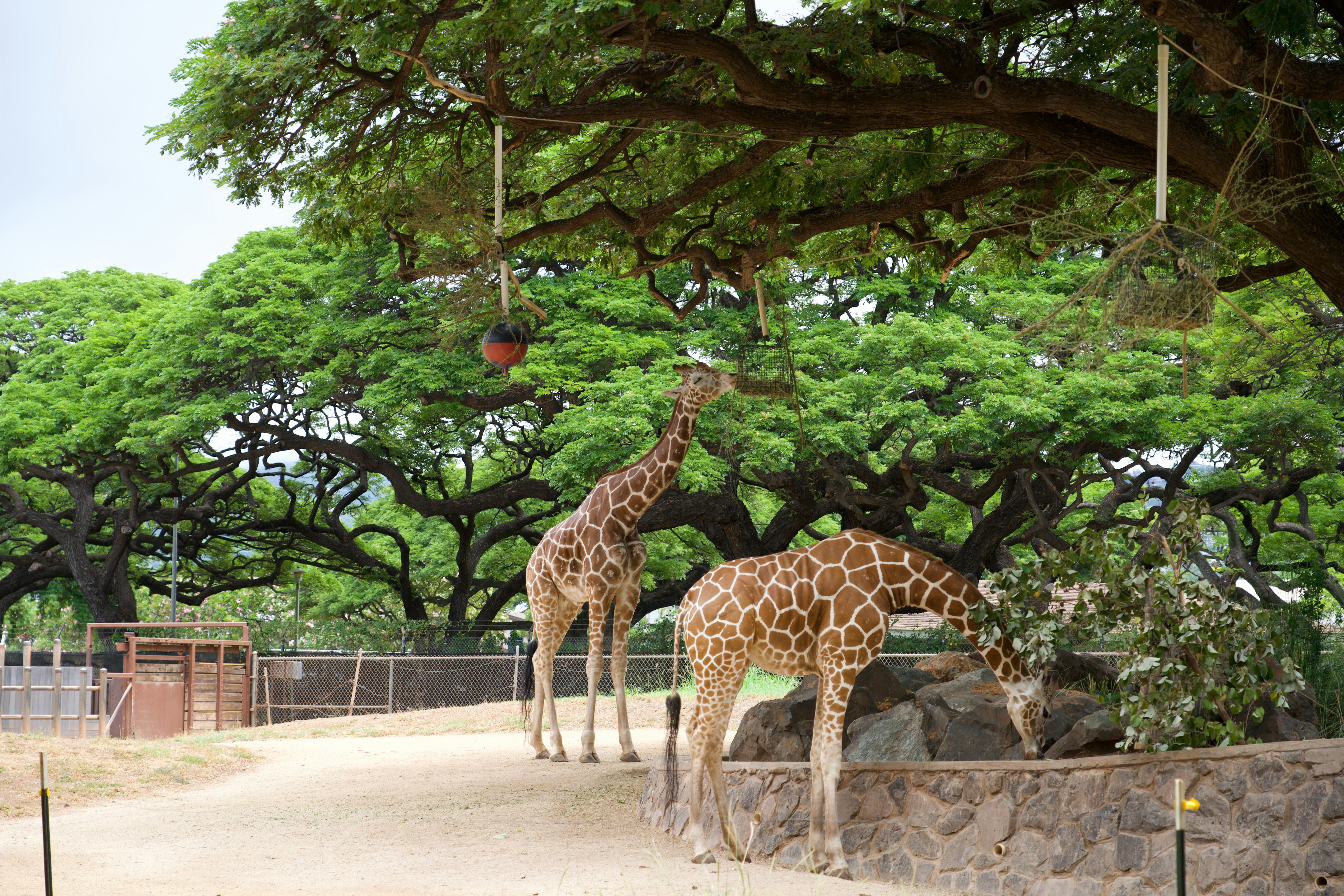 Two giraffes eat leaves near a green tree.