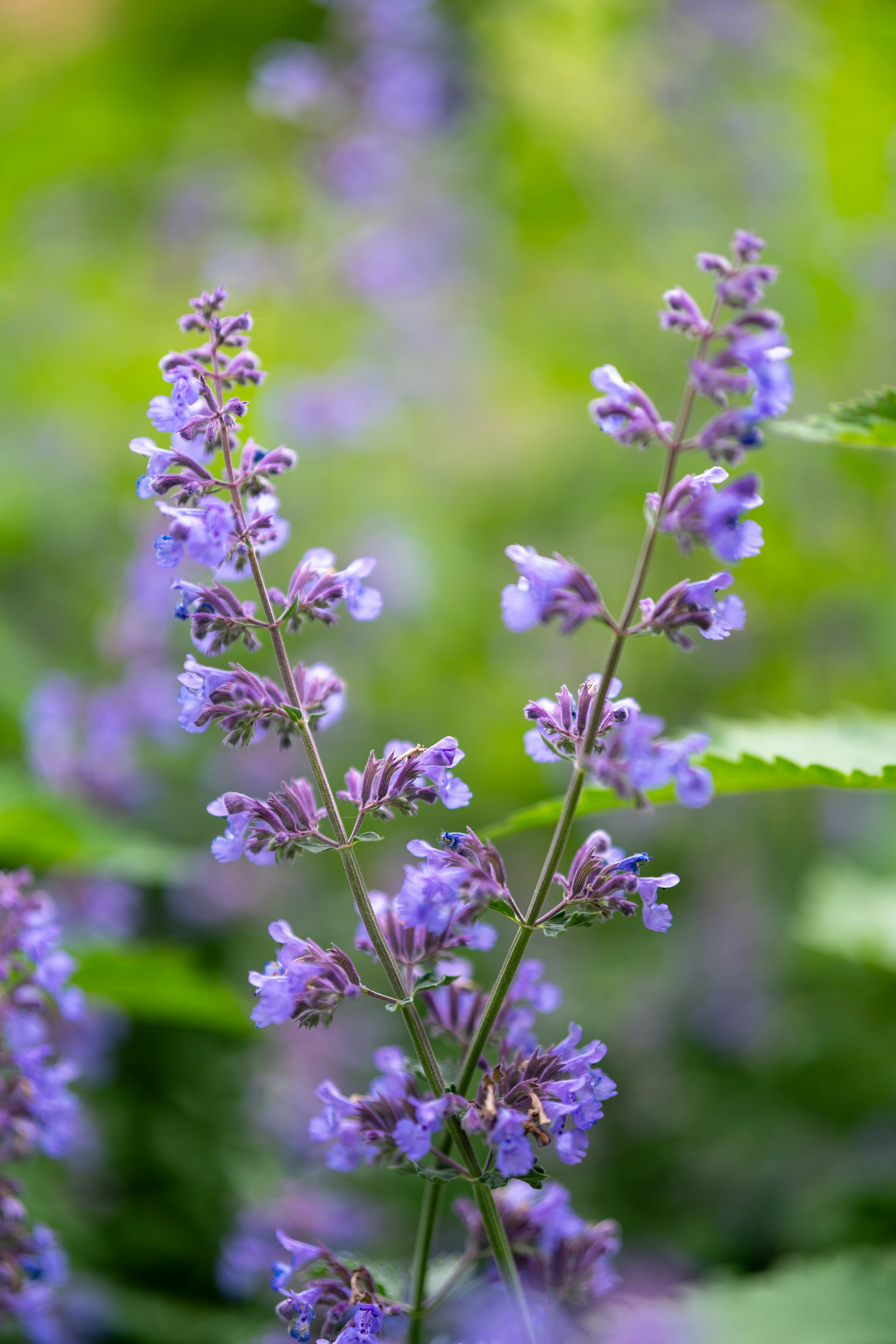 Purple flowers bloom in a natural setting. photo – Free Flower Image on  Unsplash, image size:3000x4500
