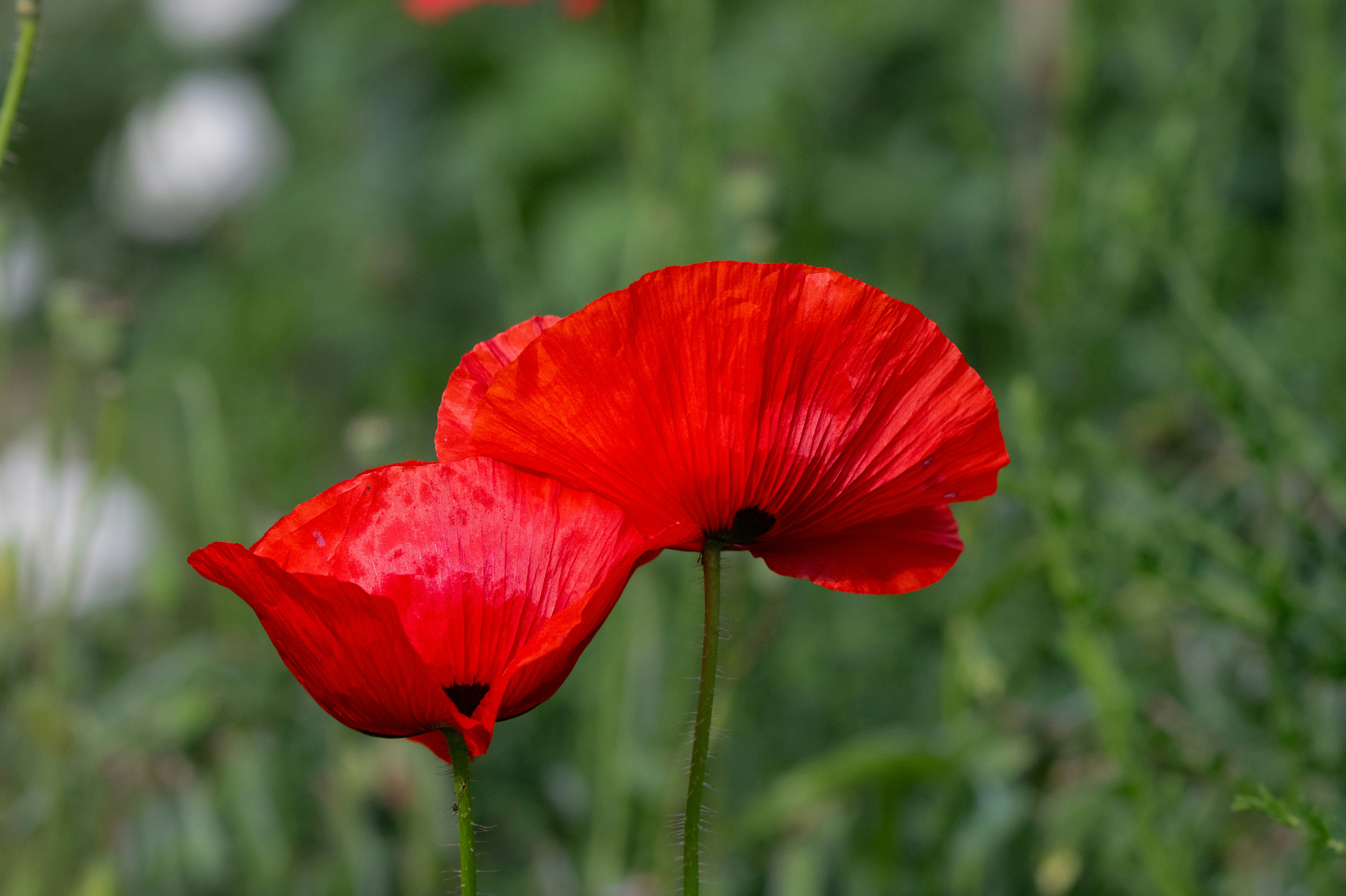 Photo by siegfriedpoepperl