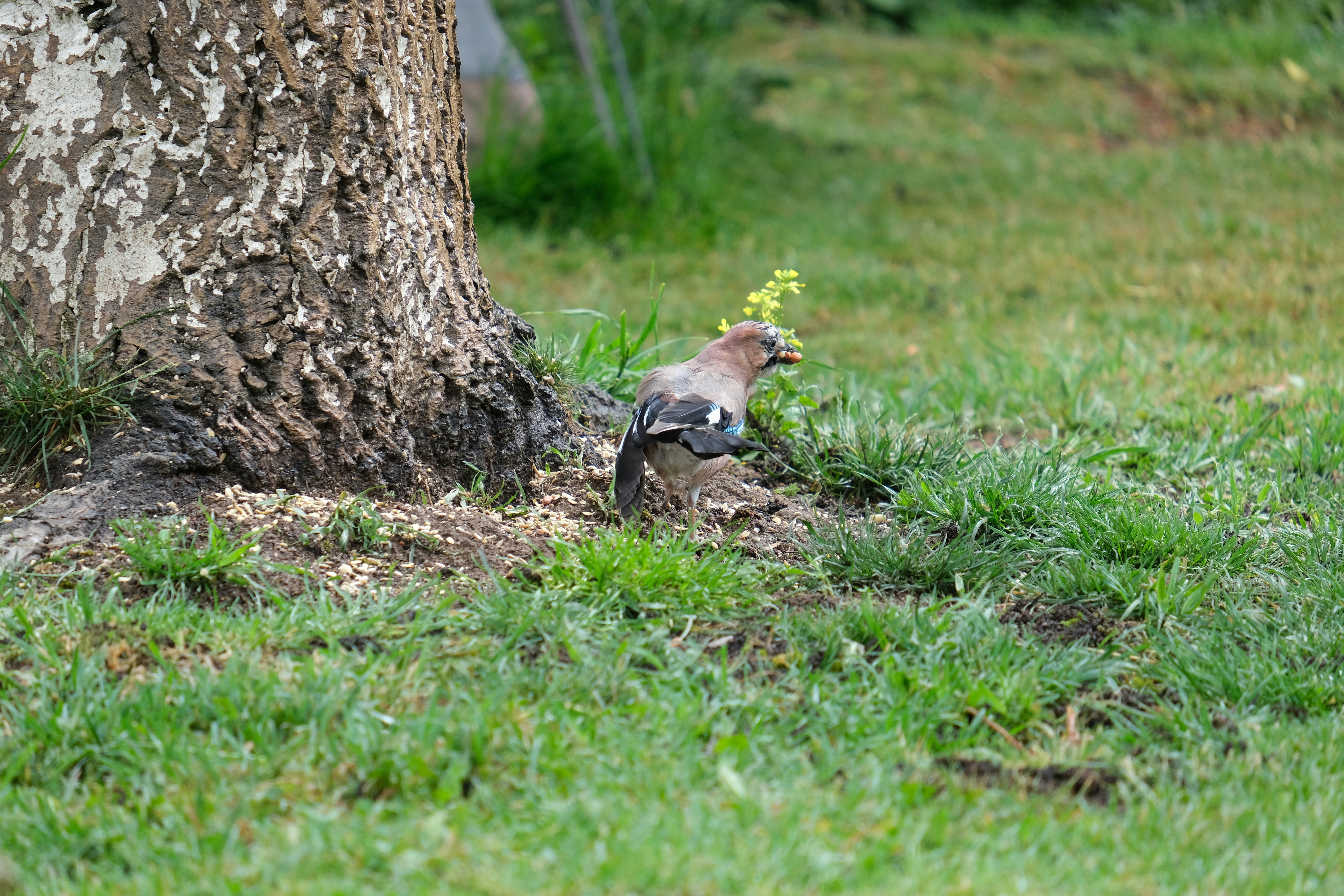 A bird stands near the base of a tree.