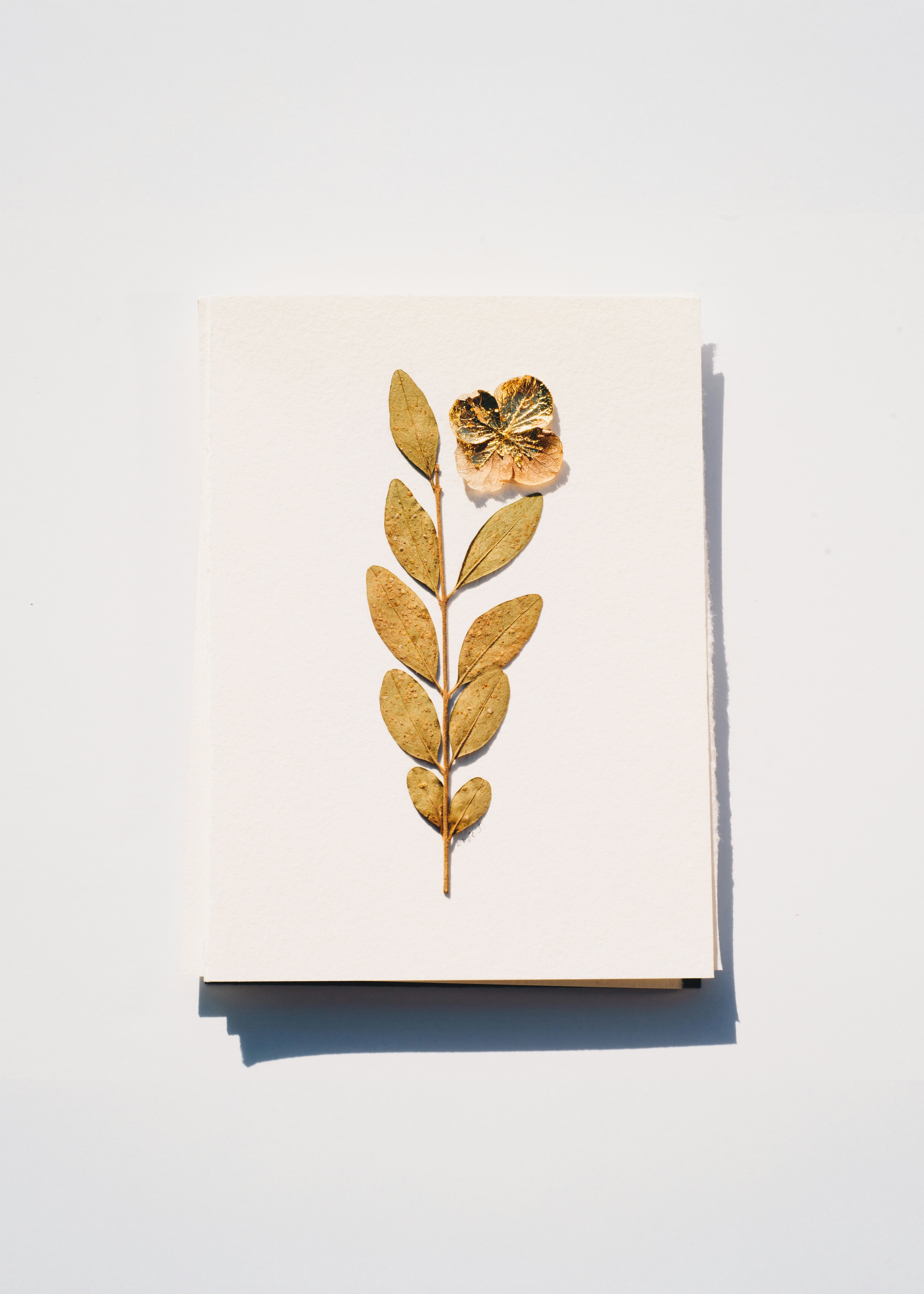 Photo by evieshaffer