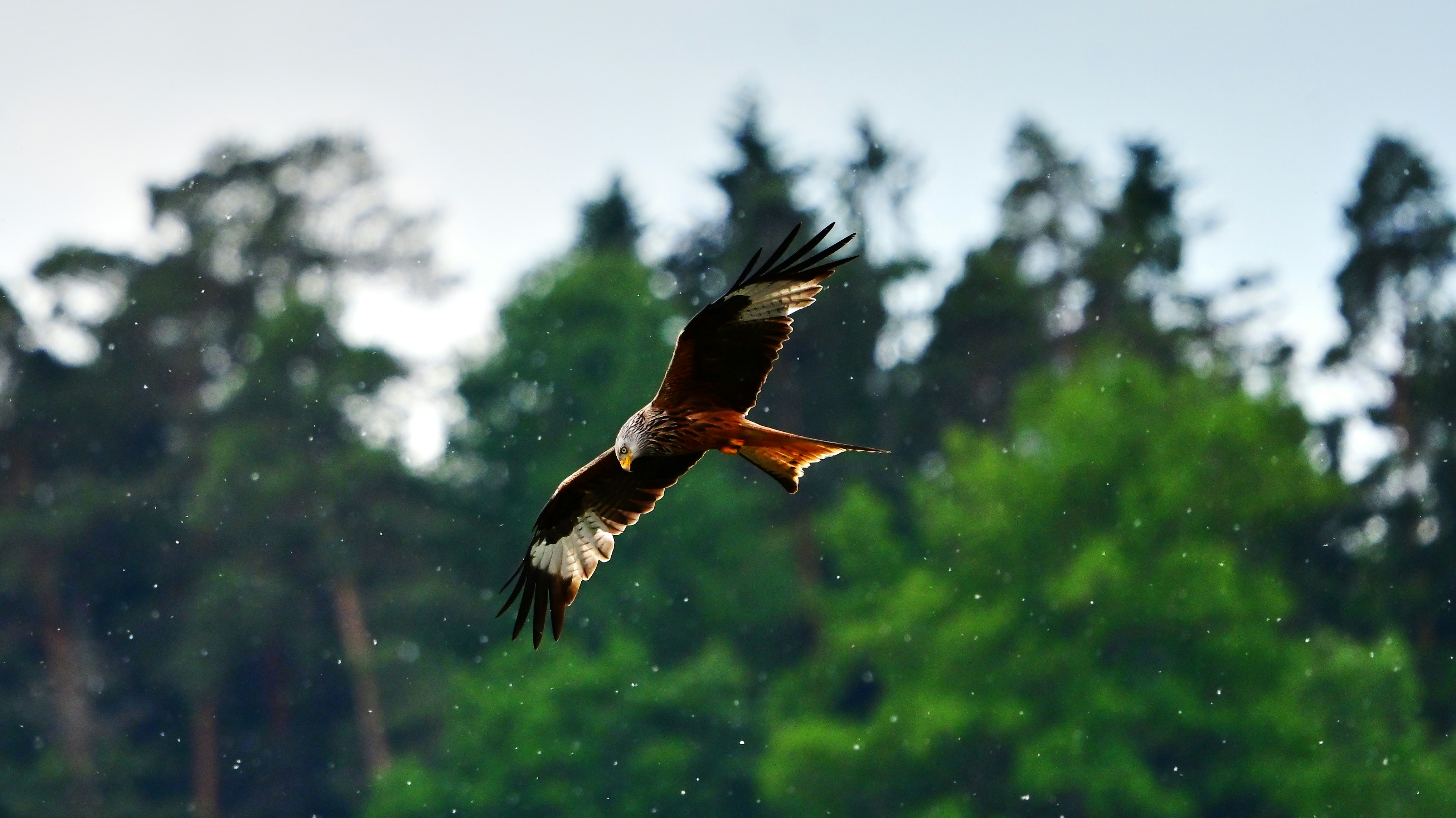 A red kite soars against a green forest.