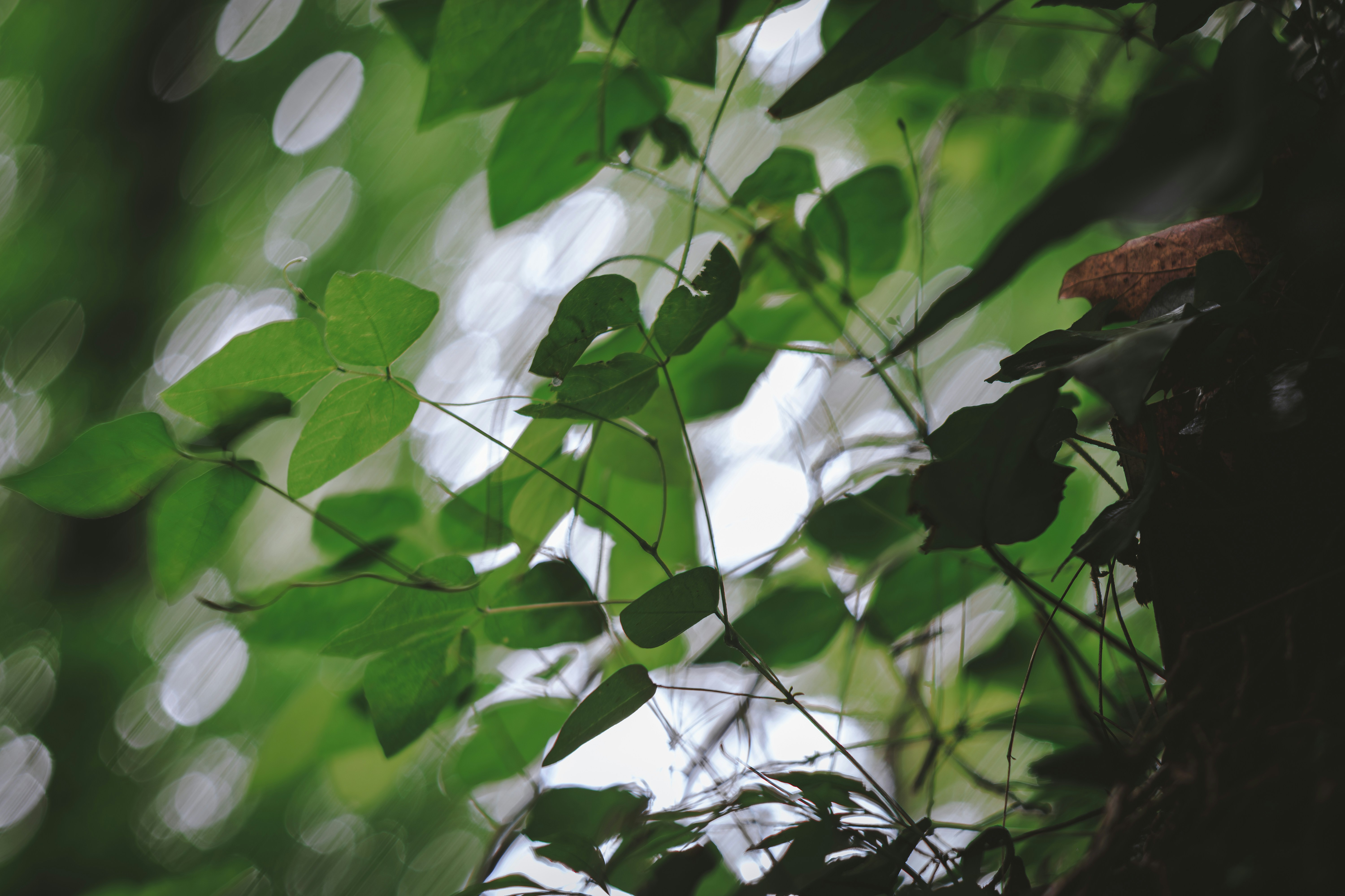 Sunlight filtering through green leaves