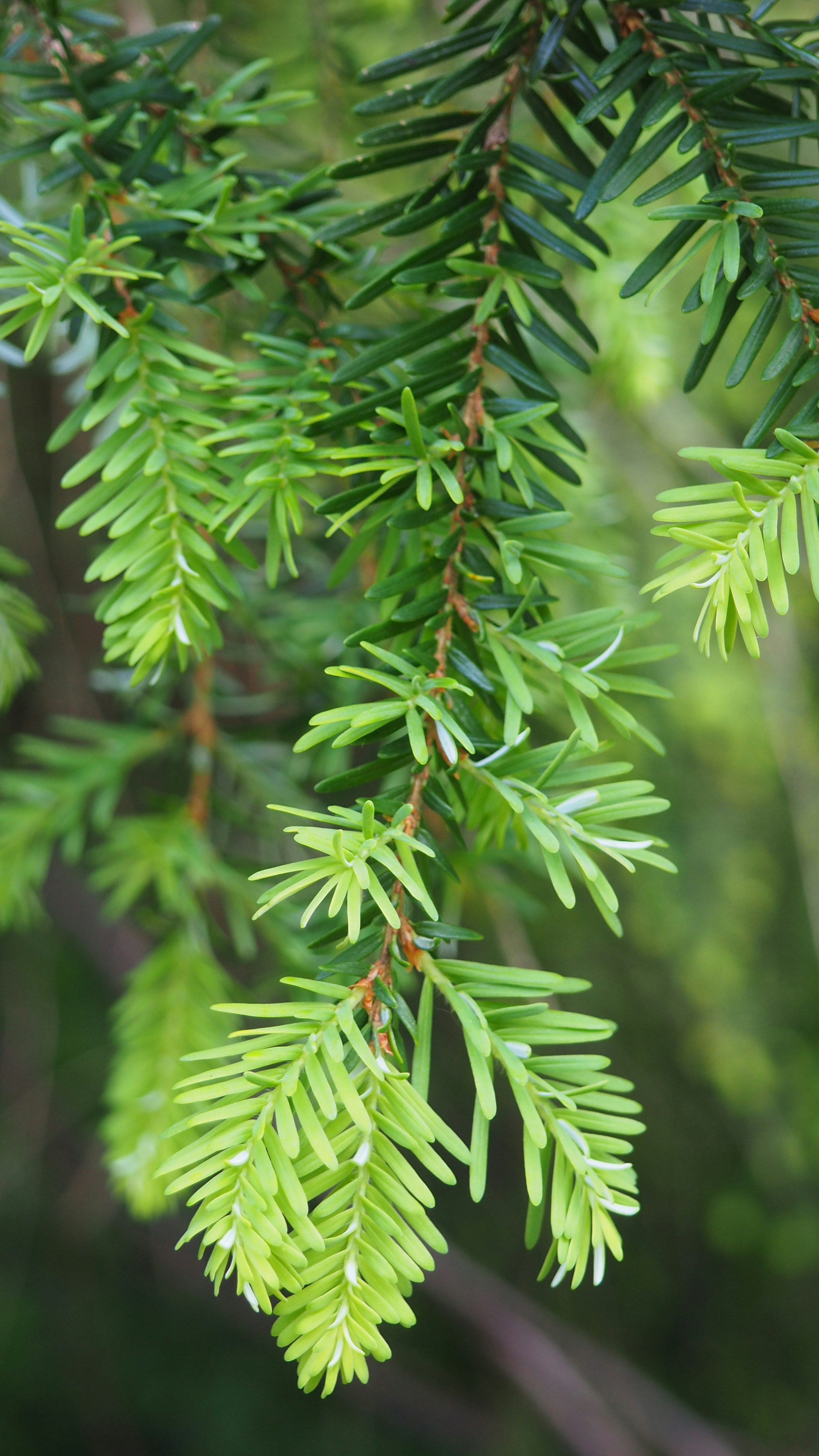 Fresh green leaves of a coniferous tree. photo – Free Plant Image on  Unsplash, image size:3000x5333