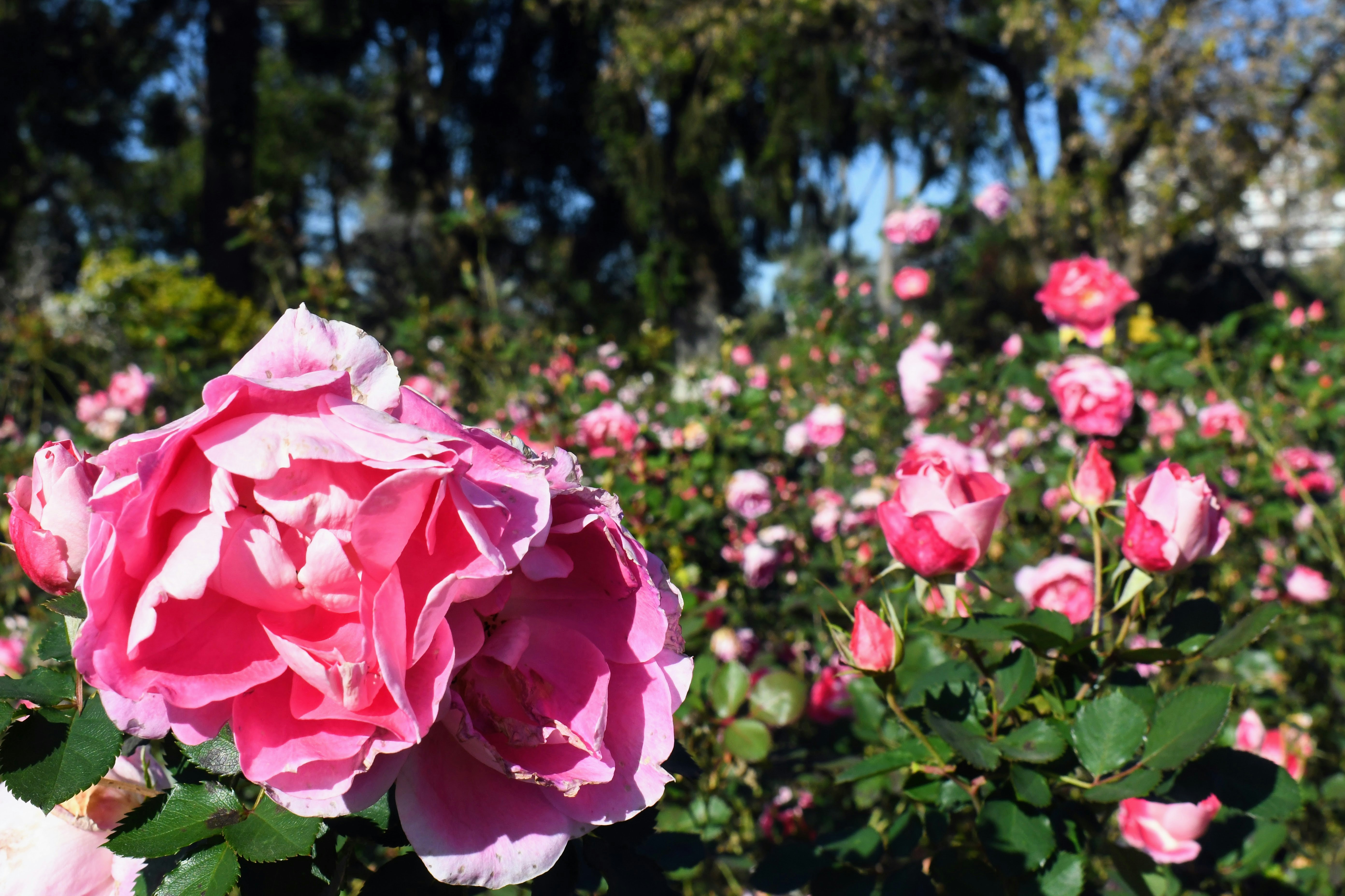 Photo by paul_colorado