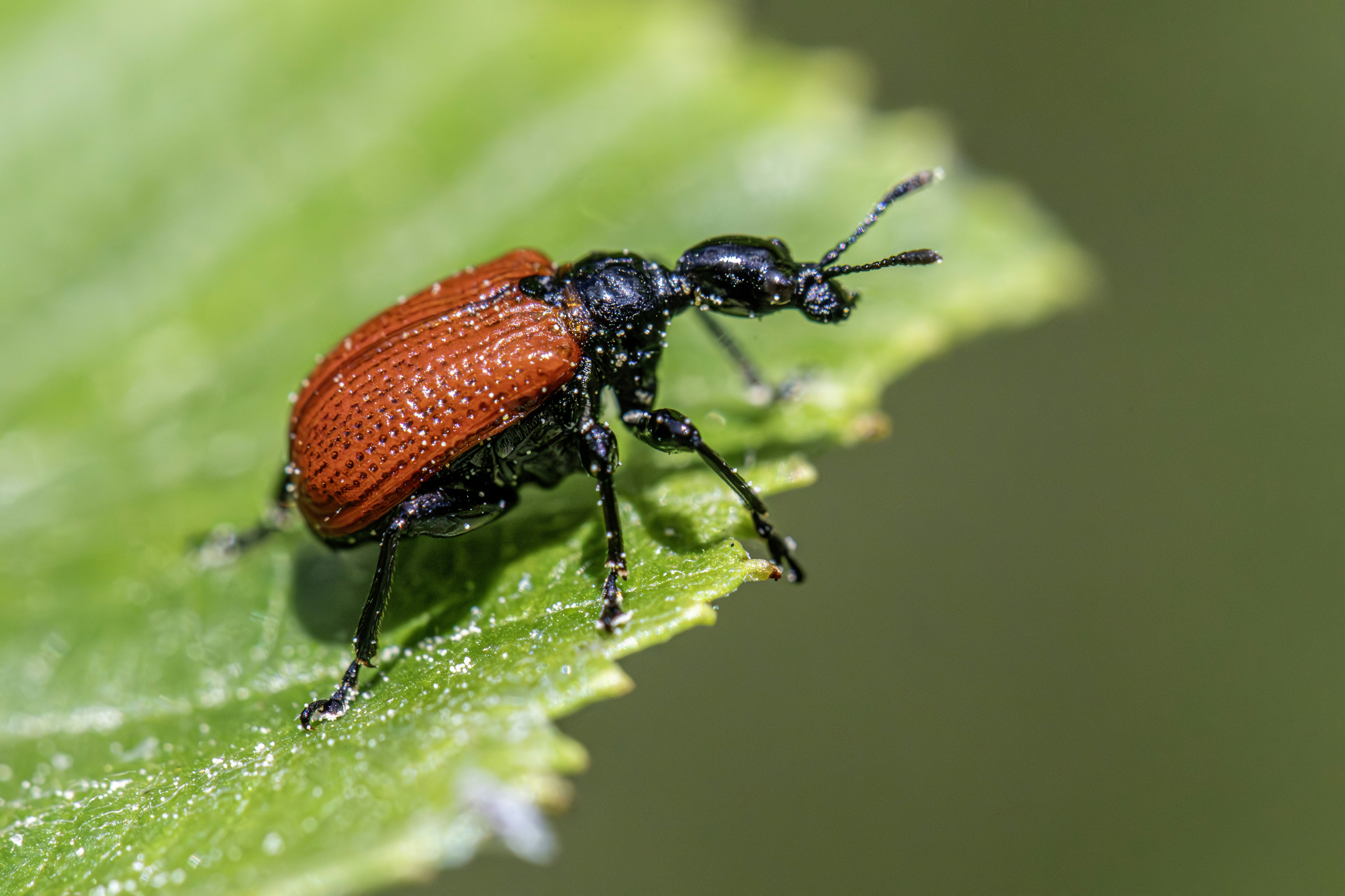 Photo by erik_karits