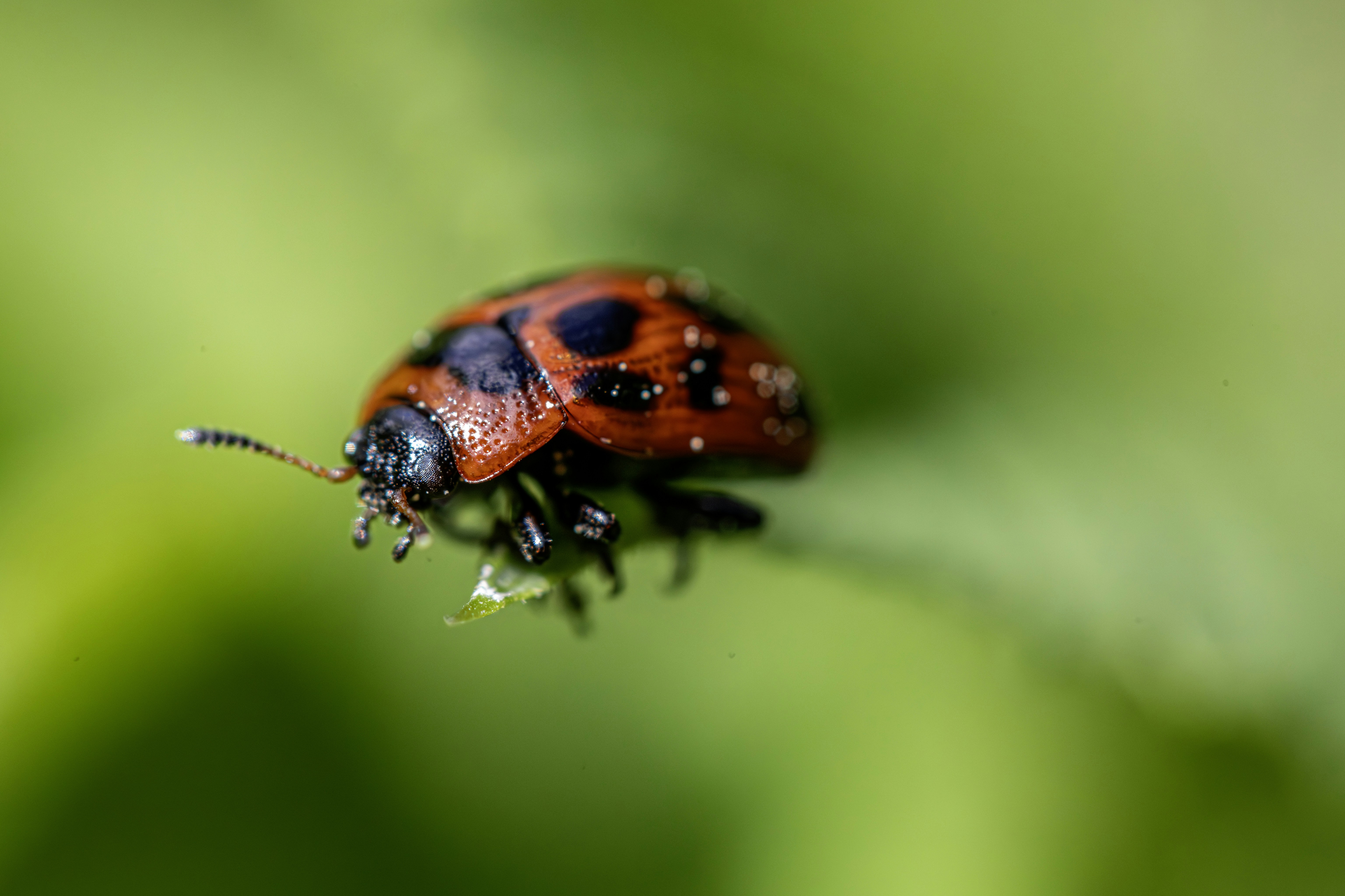 Photo by erik_karits