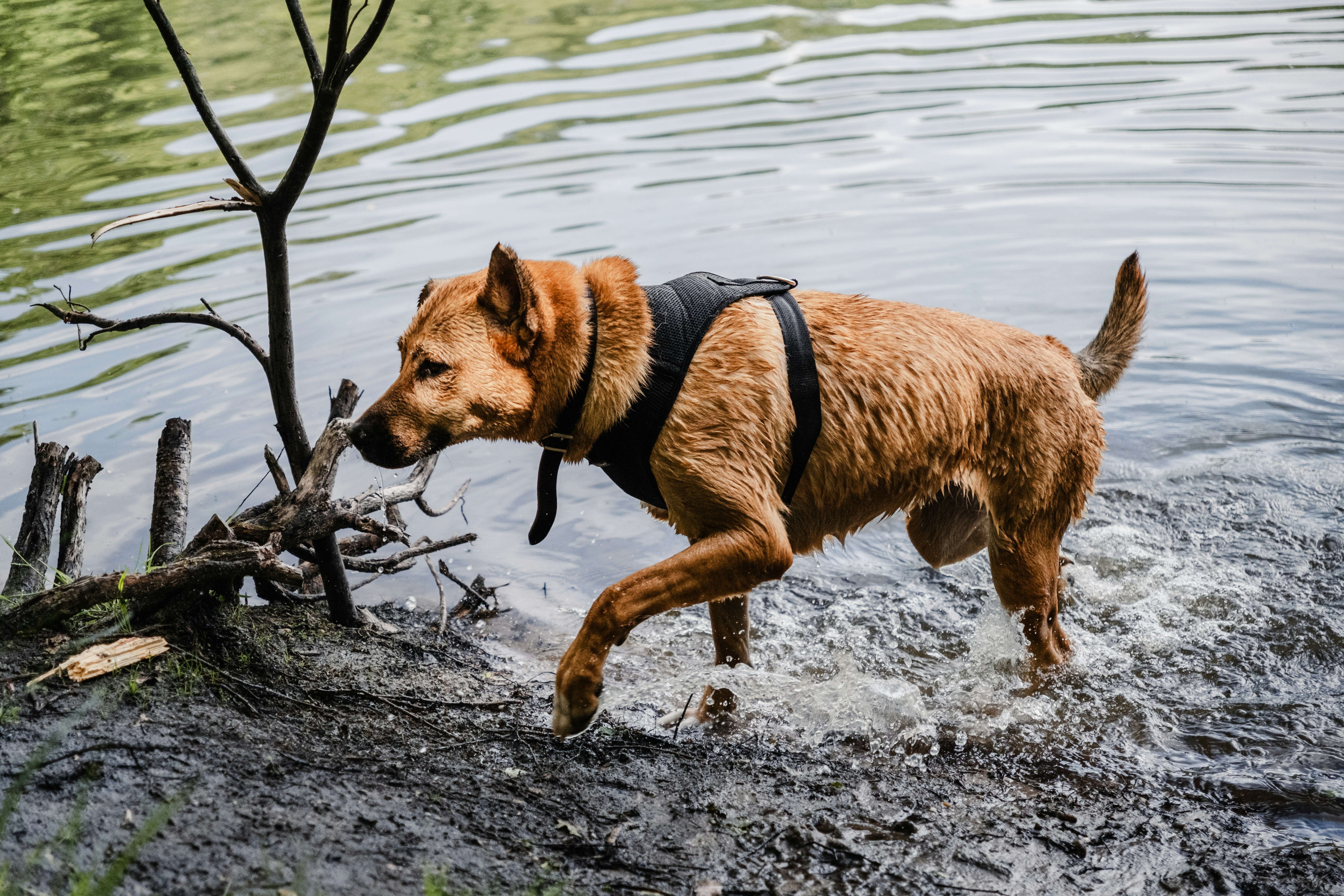 How does your dog react to environmental changes?