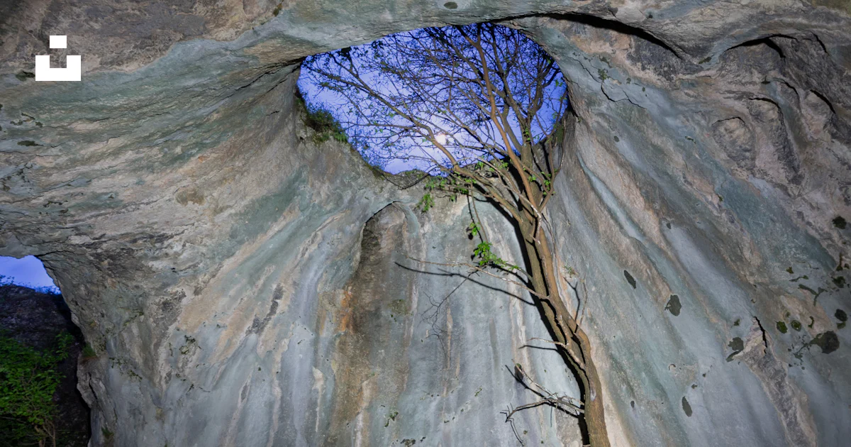 Tree In Cave A tree grows out of a cave's opening. photo – Free Cave Image on Unsplash