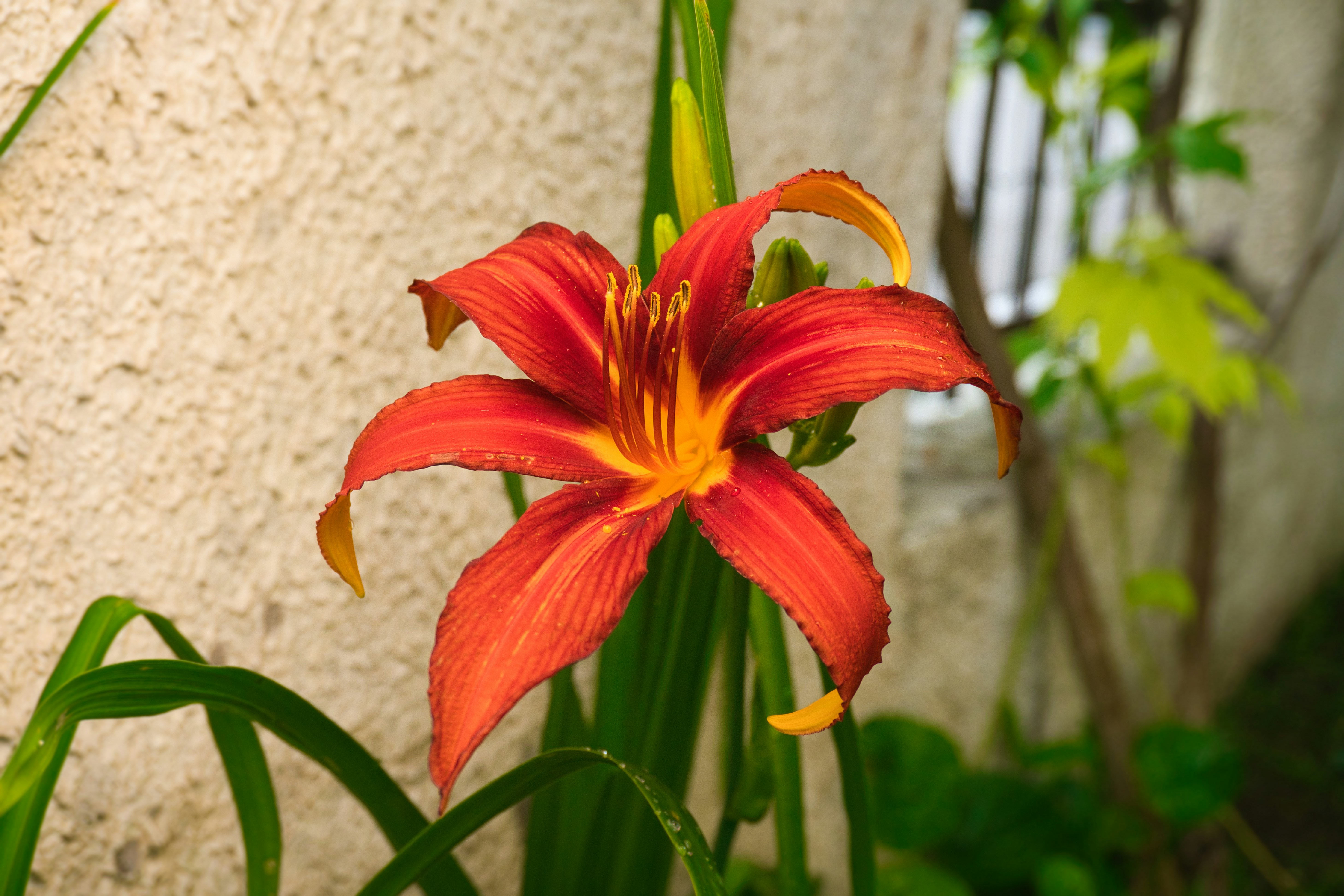 A vibrant, orange lily blossoms in the sunlight.