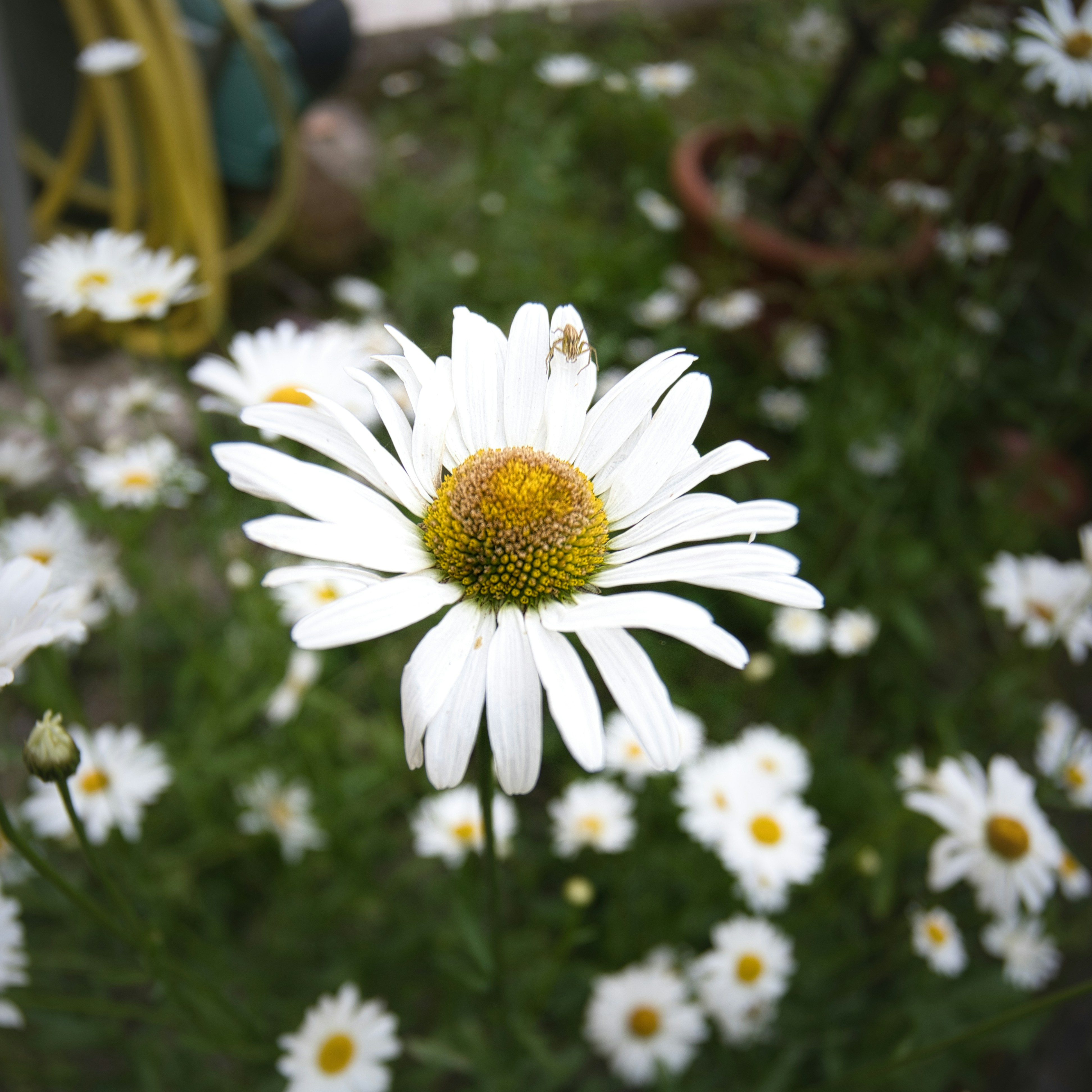 A white daisy flower surrounded by many others.