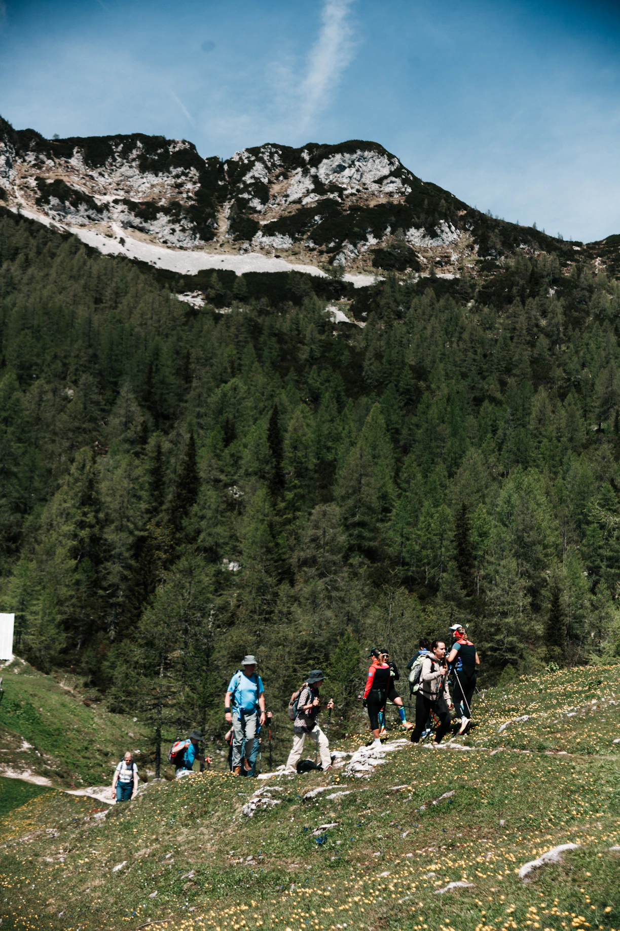 Hikers climb a mountain path surrounded by trees.