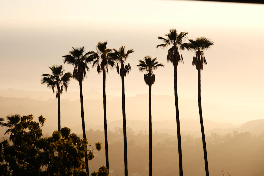 Palm trees standing against a warm hazy sky.