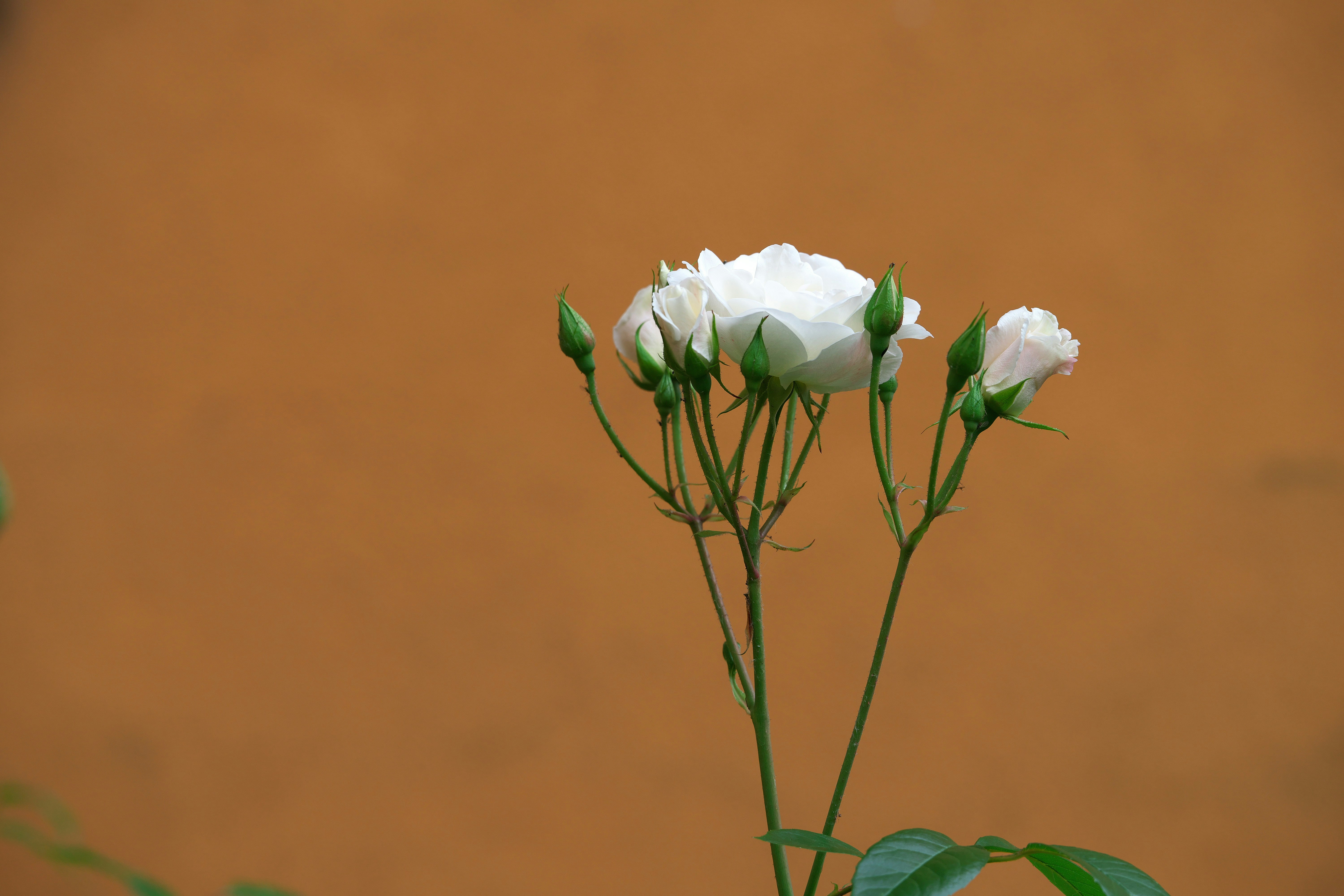 photo-1748810924292-0b3977b55058?ixid=M3wxMjA3fDB8MXxzZWFyY2h8MTV8fHRydWZhcyUyMGJsYW5jYXN8ZW58MHx8fHwxNzY0ODEwNzYxfDA\u0026ixlib=rb-4.1.0