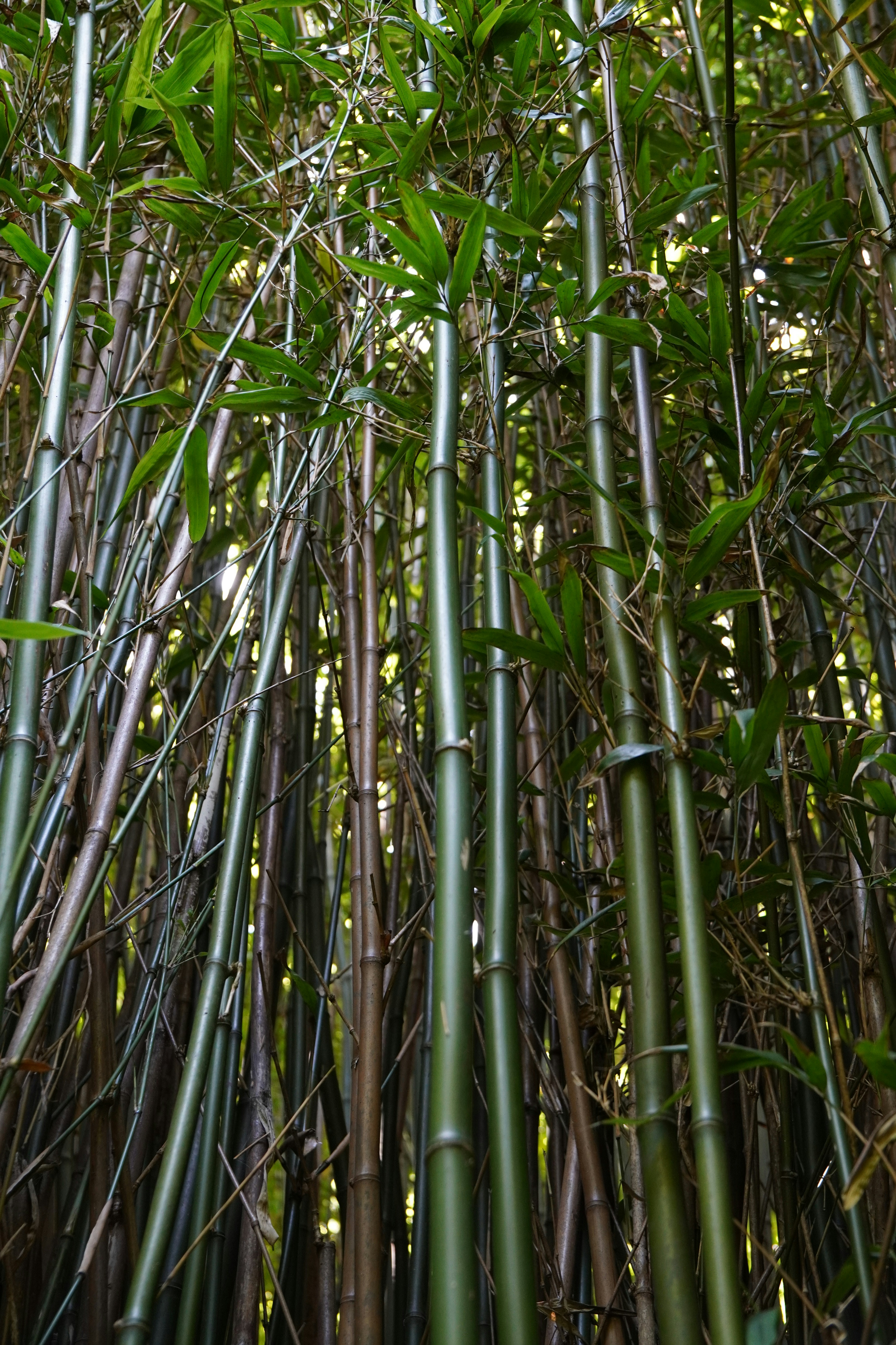 Bamboo forest.