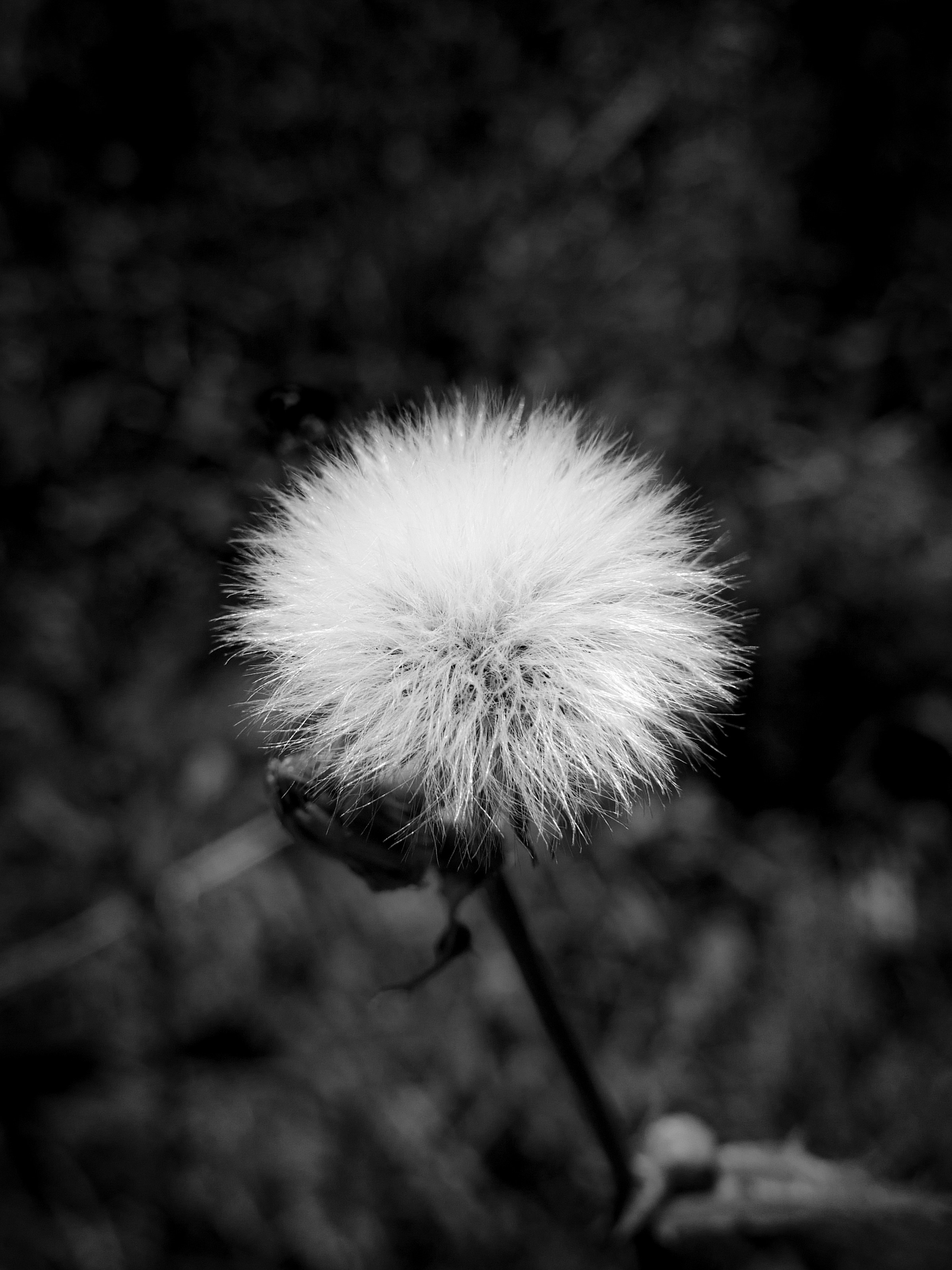 Photo by _zash_capturing