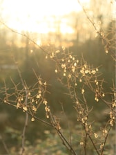 Branches with tiny flowers glow in the sunlight.