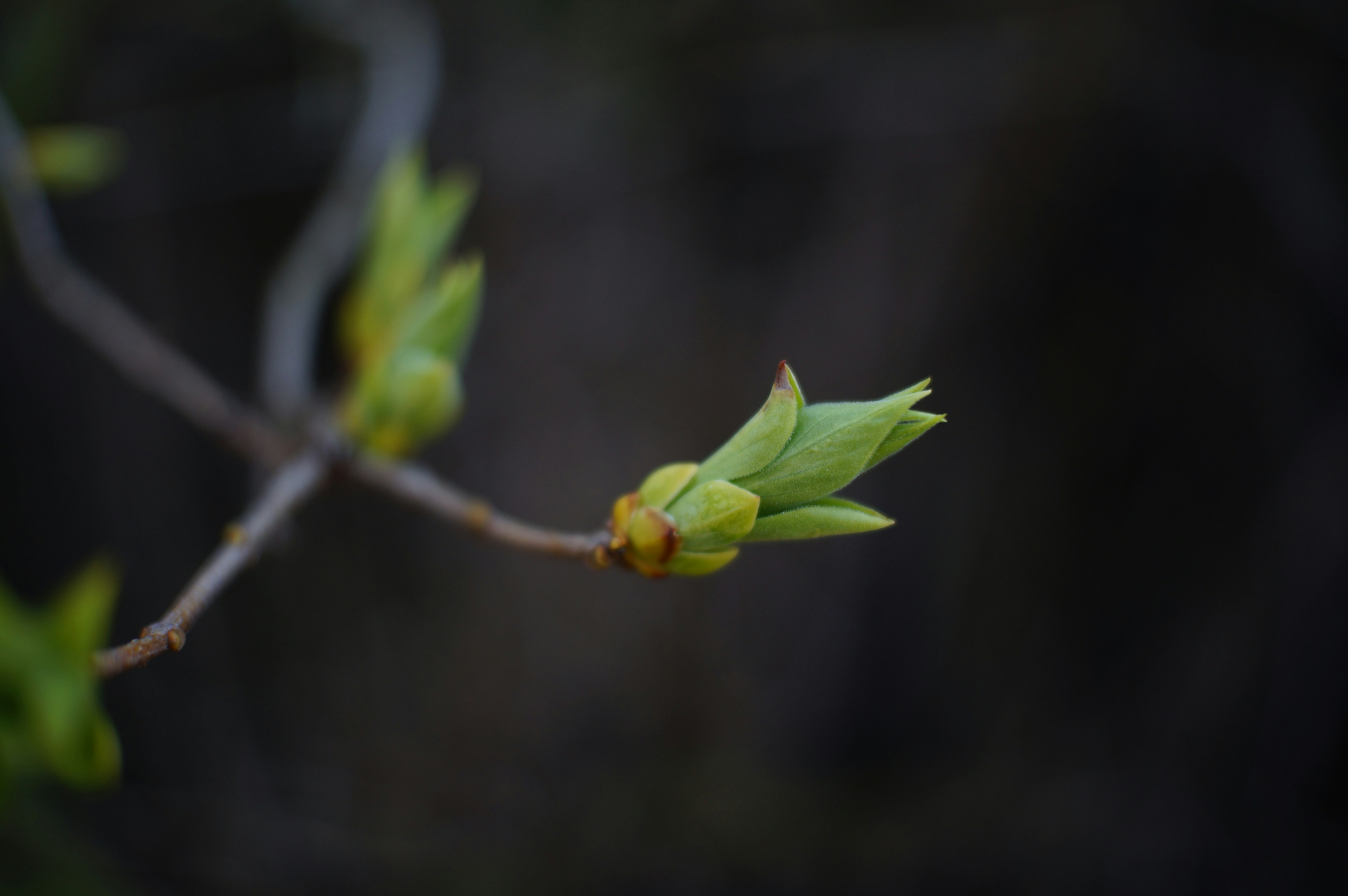 Photo by gentle_robin