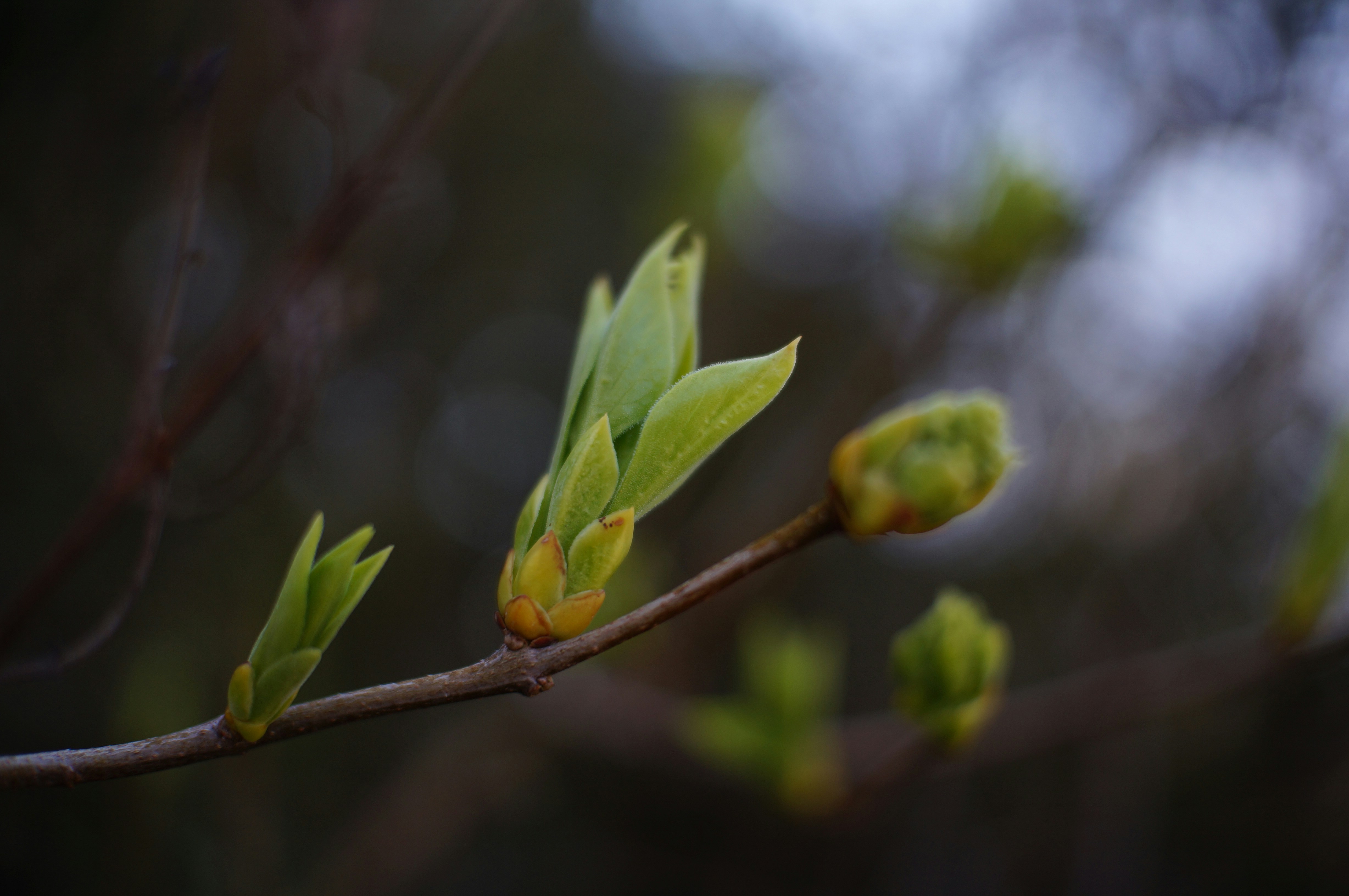 Photo by gentle_robin